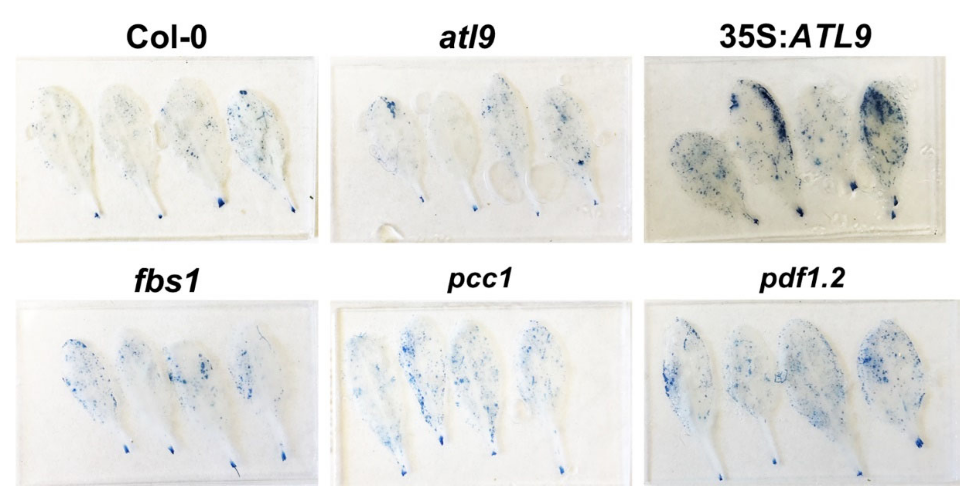Pathogens 11 00068 g008 550