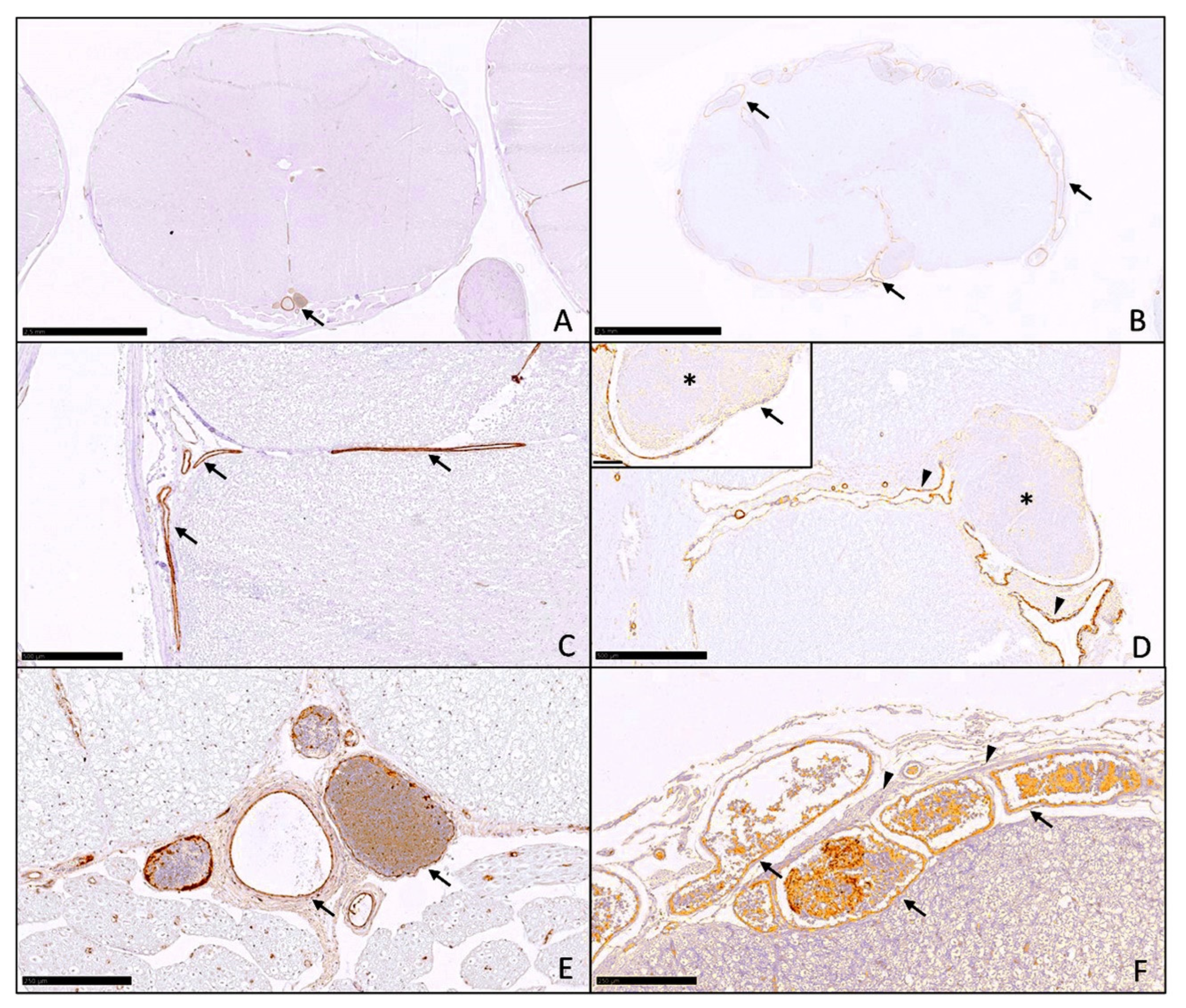 Pathogens 11 00088 g002 Pathogens 11 00088 g002