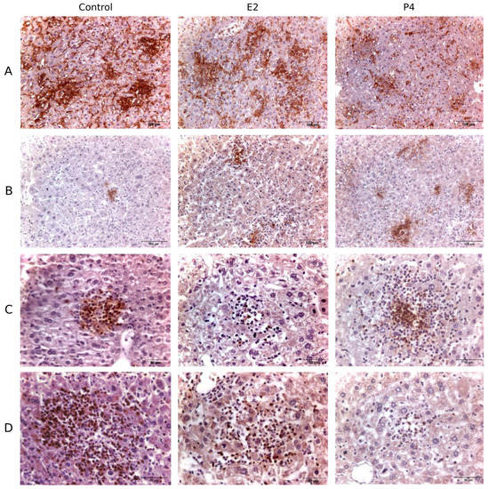 Effect of Female Sex Hormones on the Immune Response against Chlamydia ...