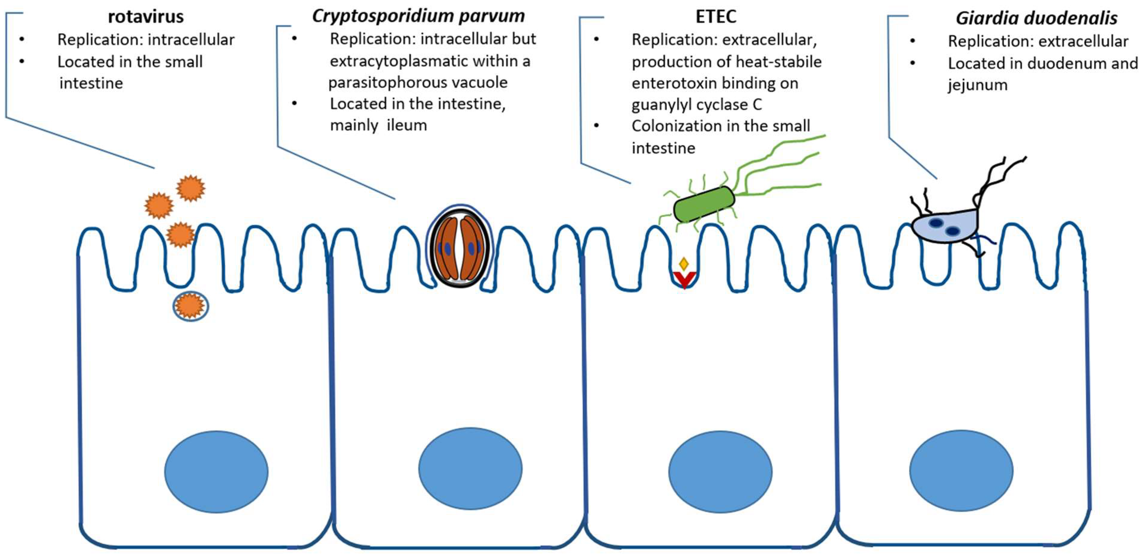 Pathogens Free Full Text Literature Review Coinfection In Young Ruminant Livestock Mdash Cryptosporidium Spp And Its Companions Html