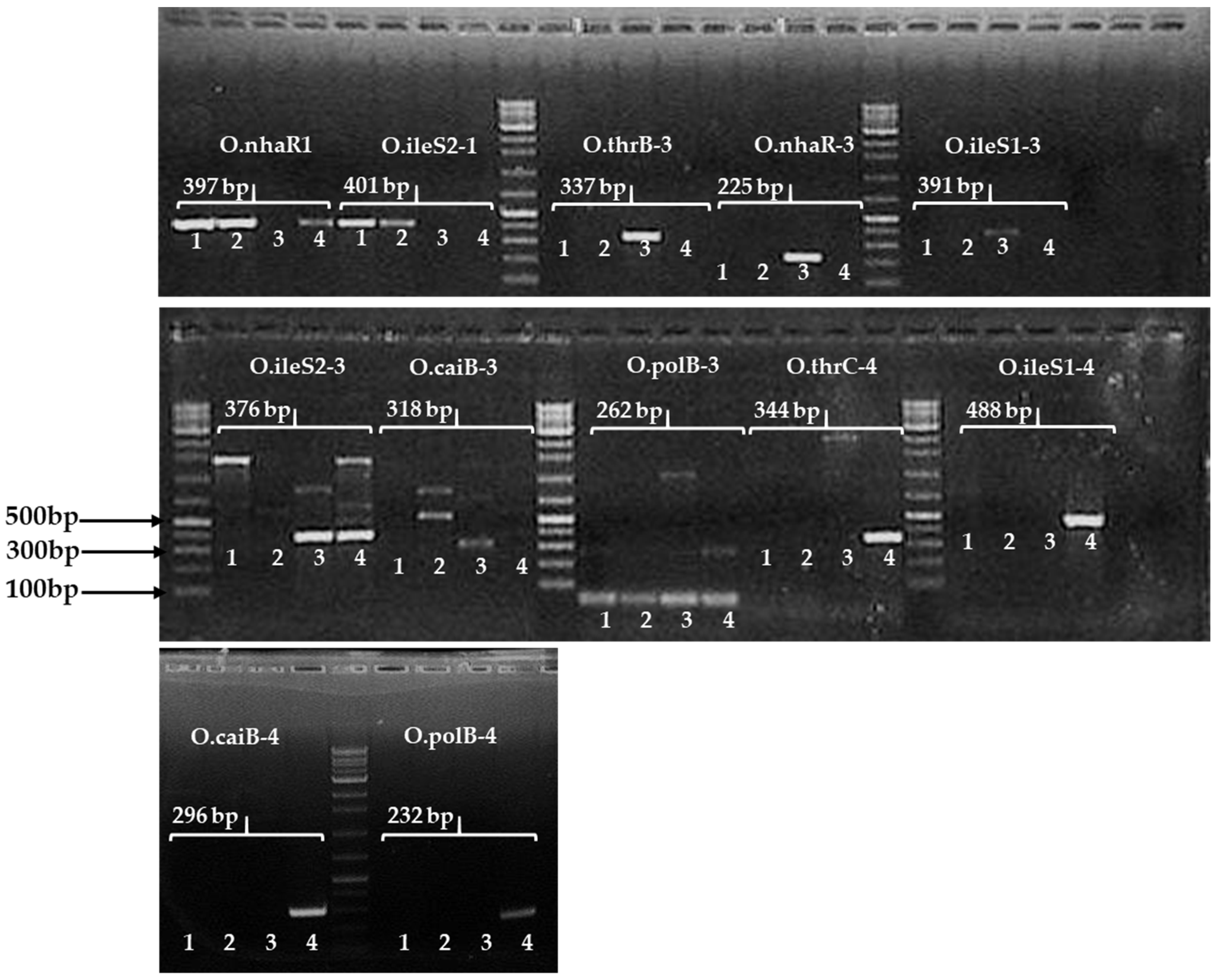 Pathogens 11 00115 g002 550