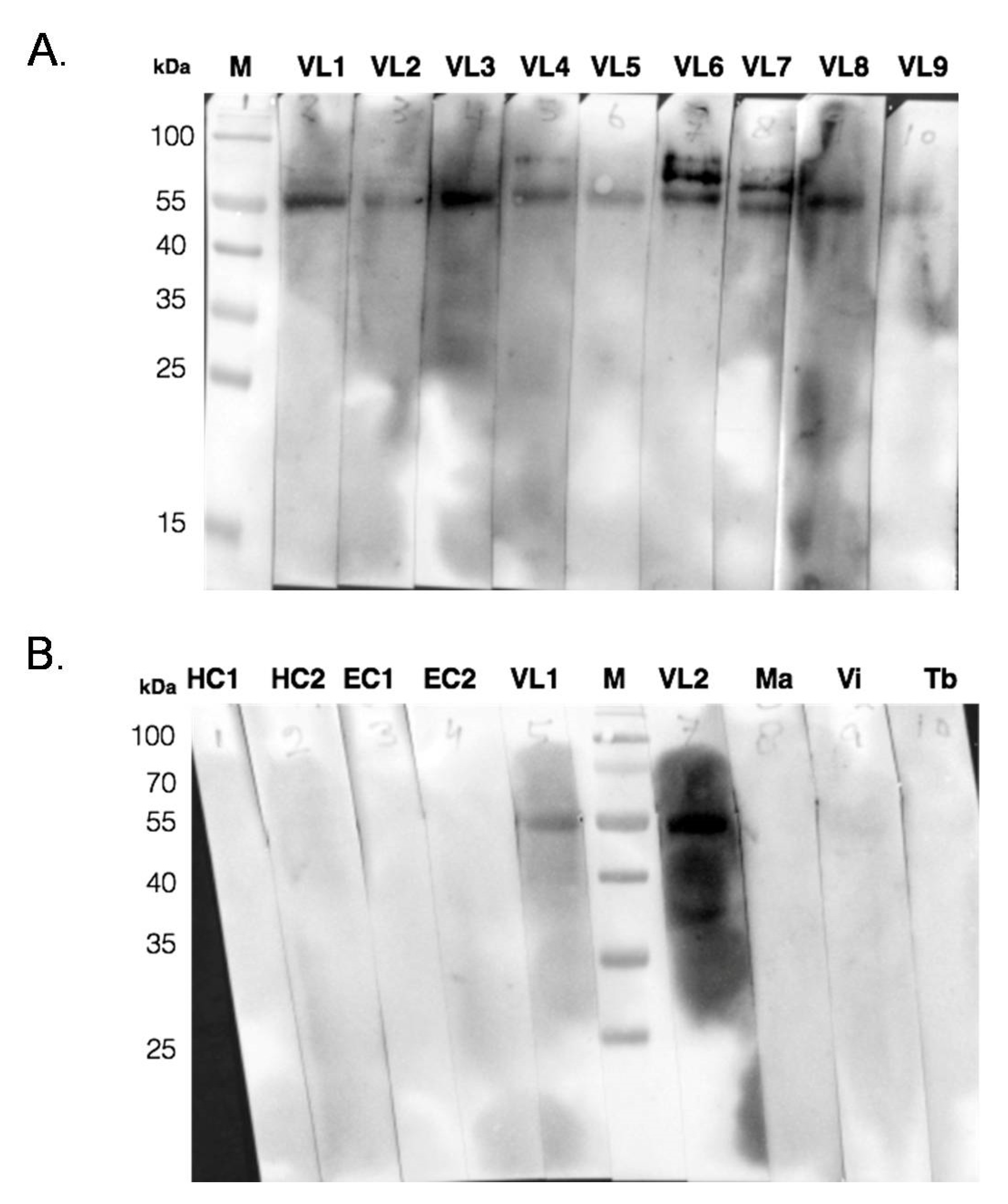 Pathogens 11 00120 g005