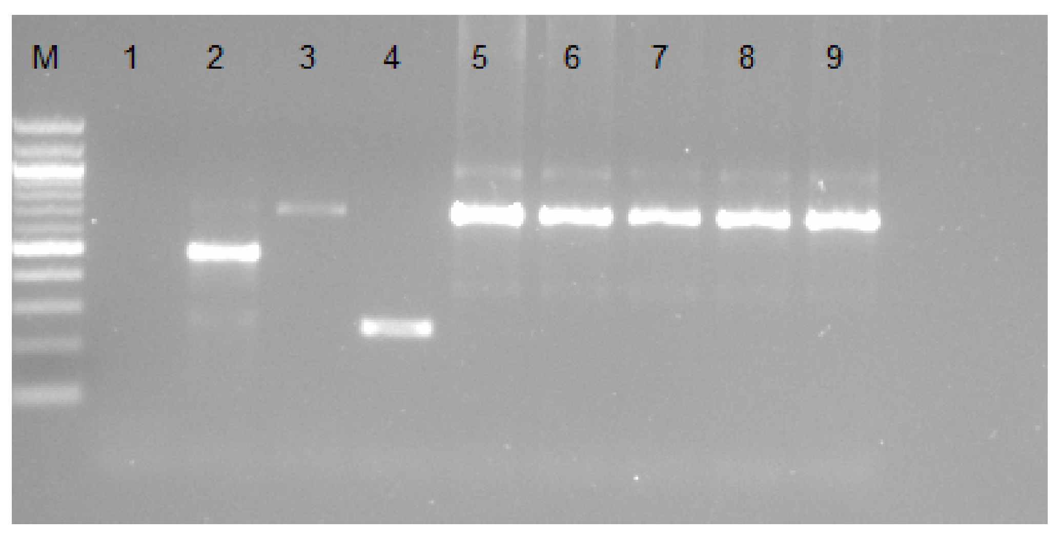 Pathogens 11 00136 g001