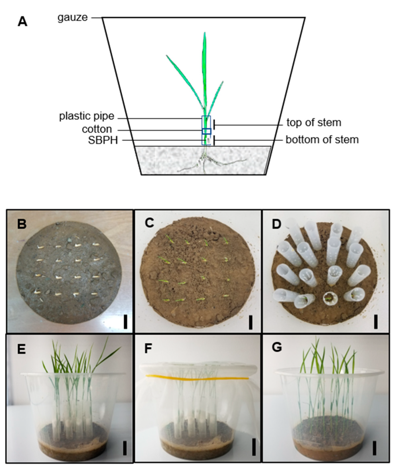 Pathogens 11 00144 g001