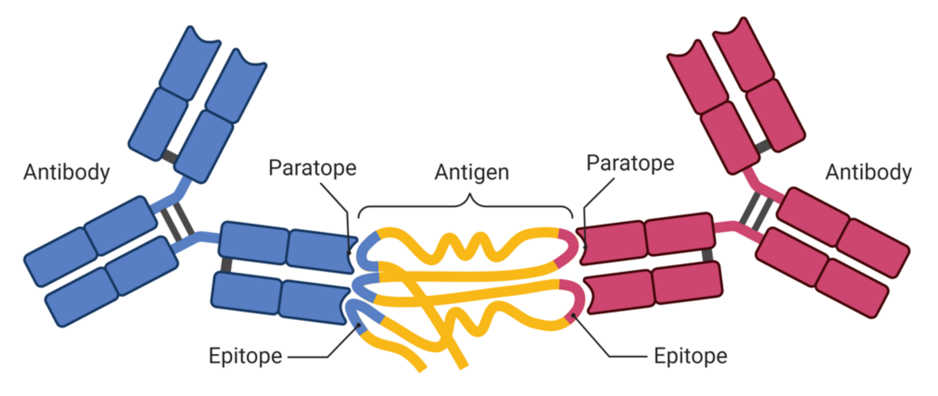 Frontiers  Multiple-Allele MHC Class II Epitope Engineering by a Molecular  Dynamics-Based Evolution Protocol