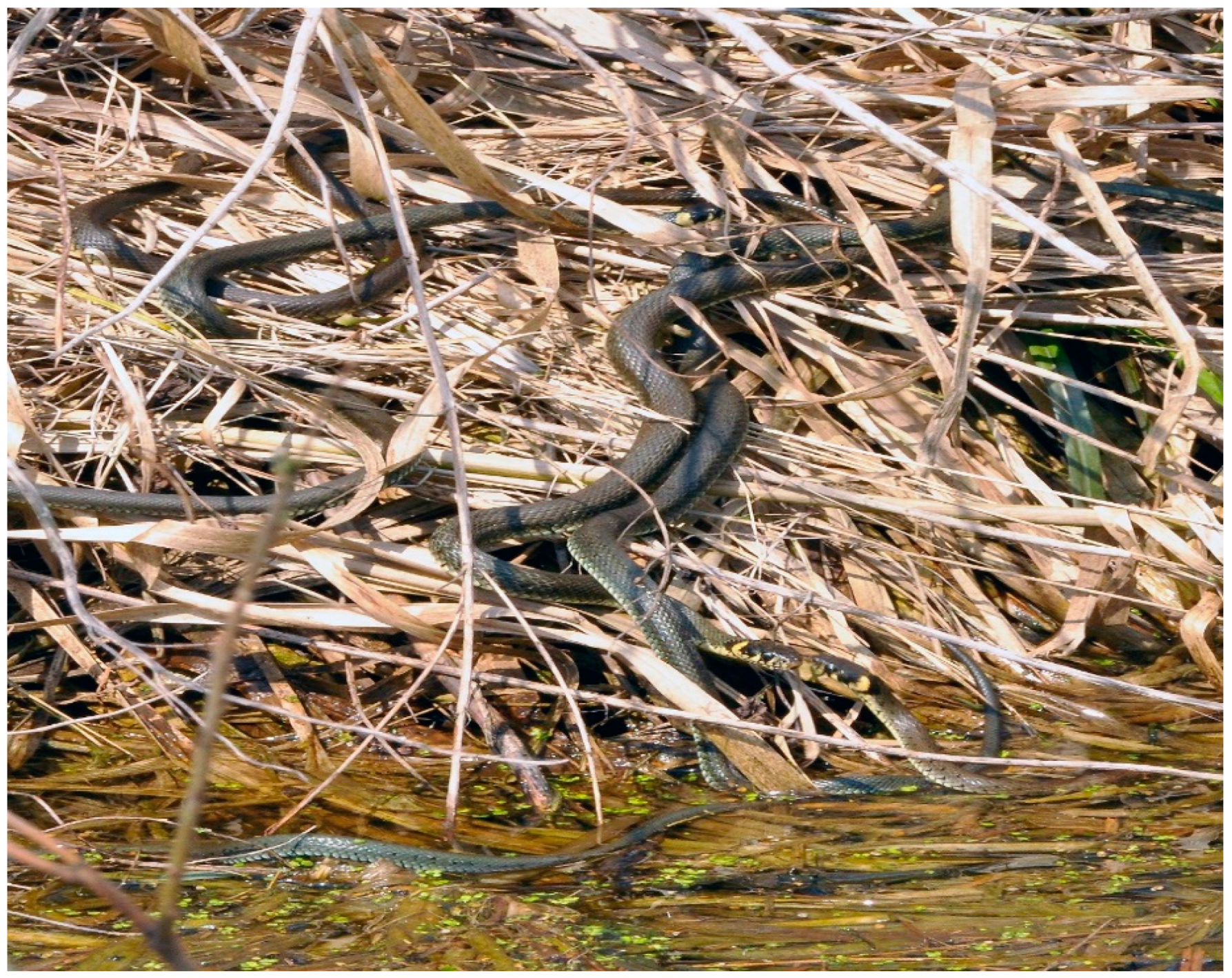 When it Comes to Snakes - Play it Safe! > Edwards Air Force Base > Article  View