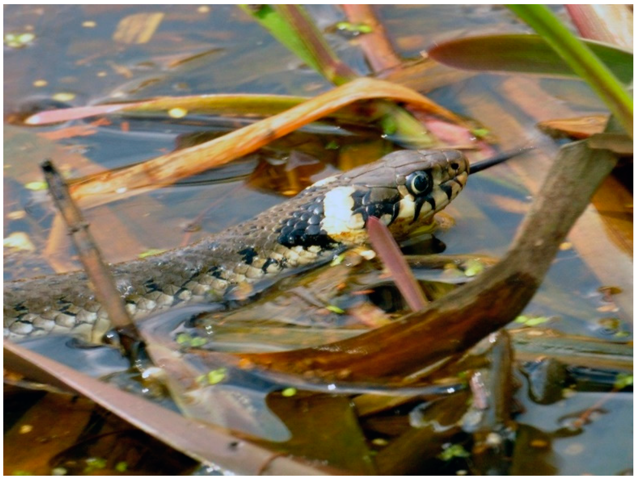 Pathogens 11 00156 g002 550