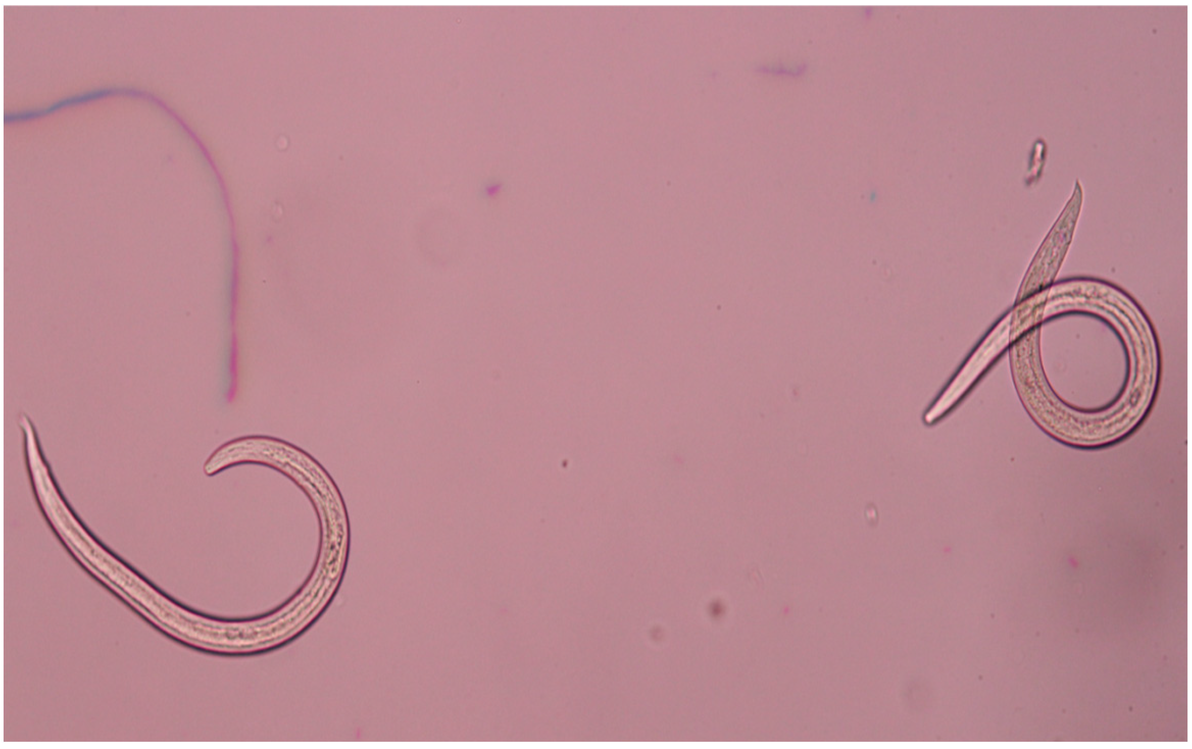 Pathogens 11 00156 g003 550