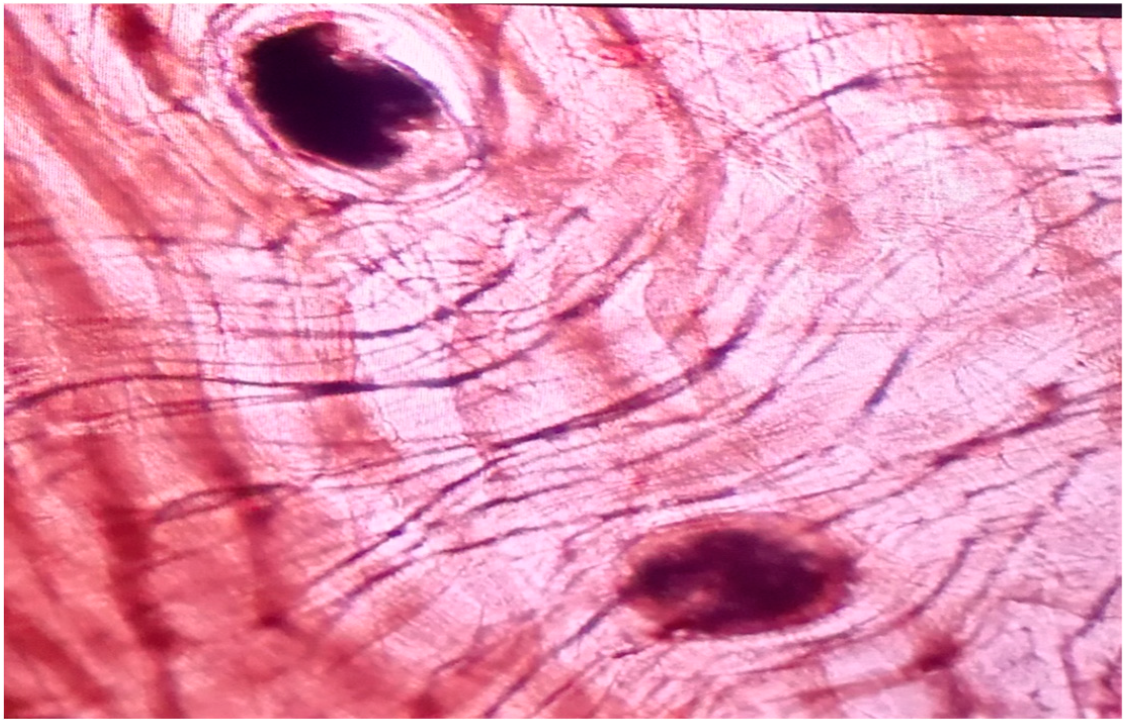 Pathogens 11 00156 g006 550