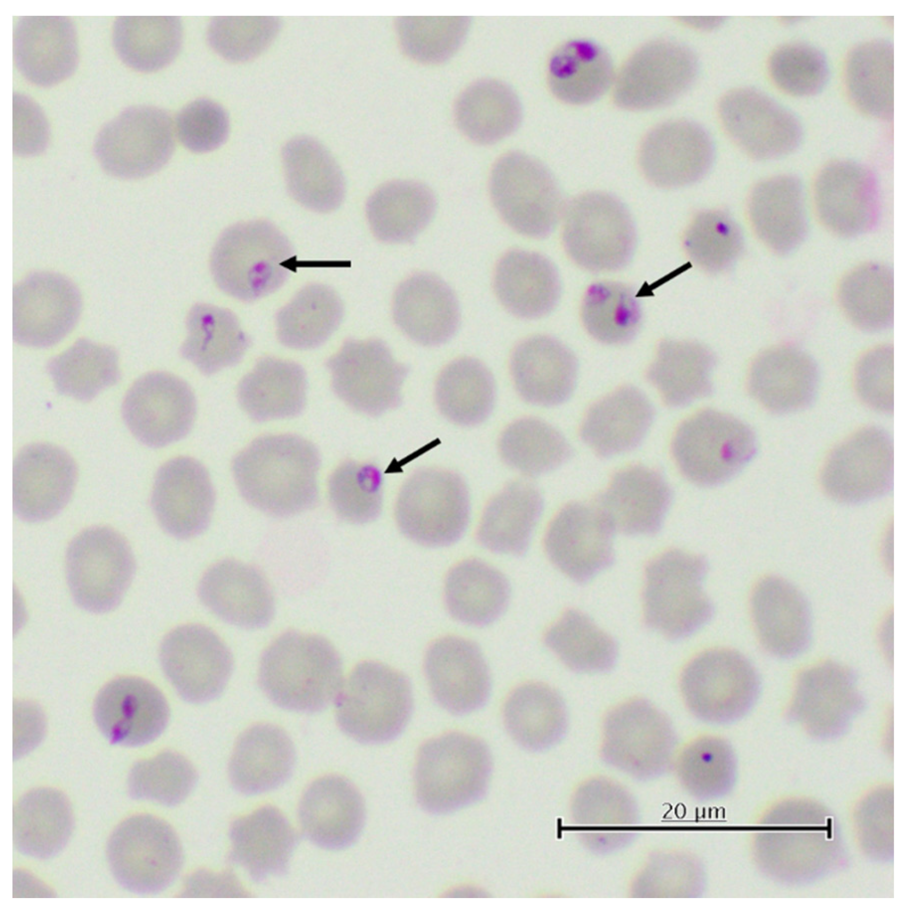 Pathogens 11 00168 g003
