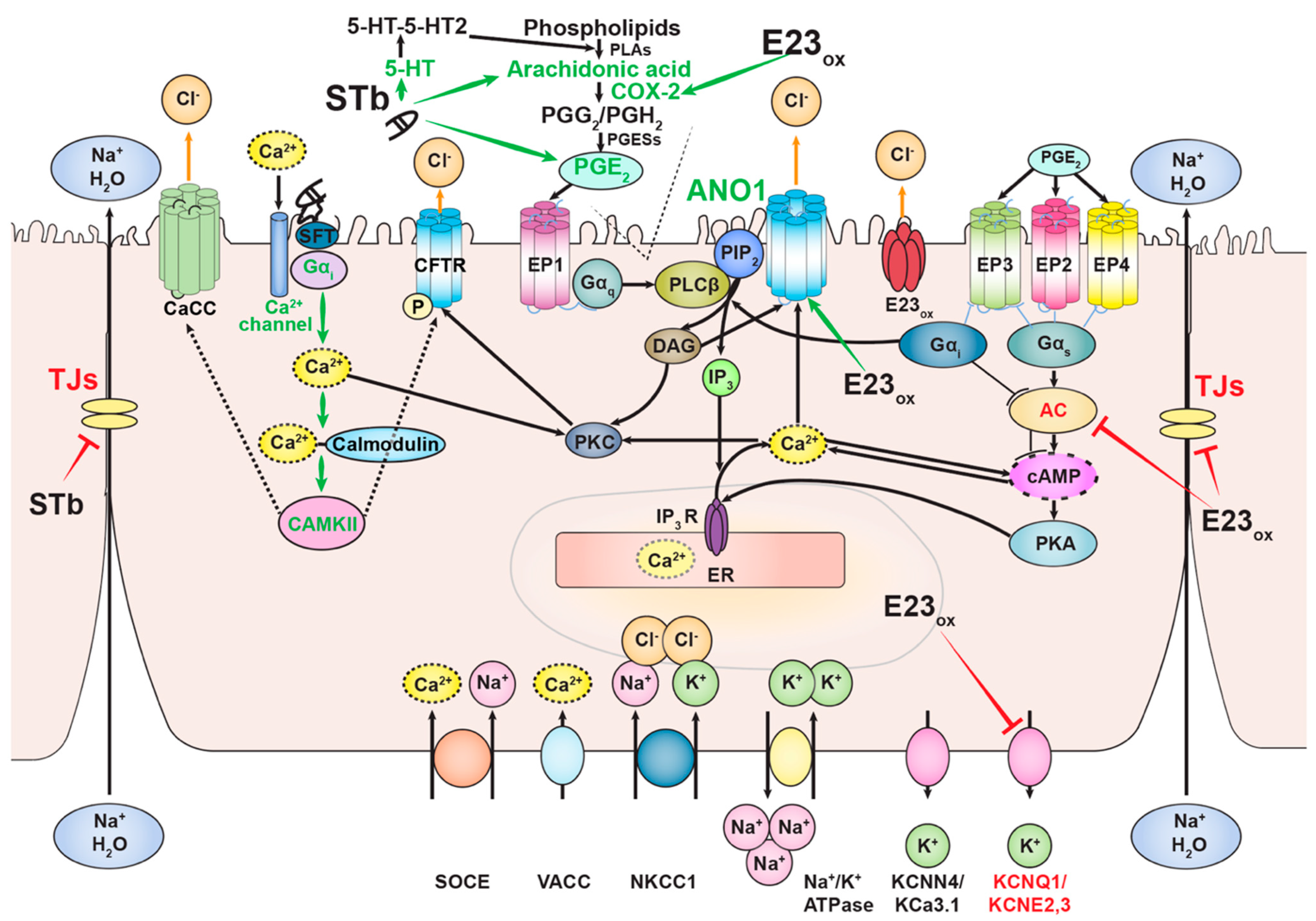 Pathogens 11 00170 g002 Pathogens 11 00170 g002