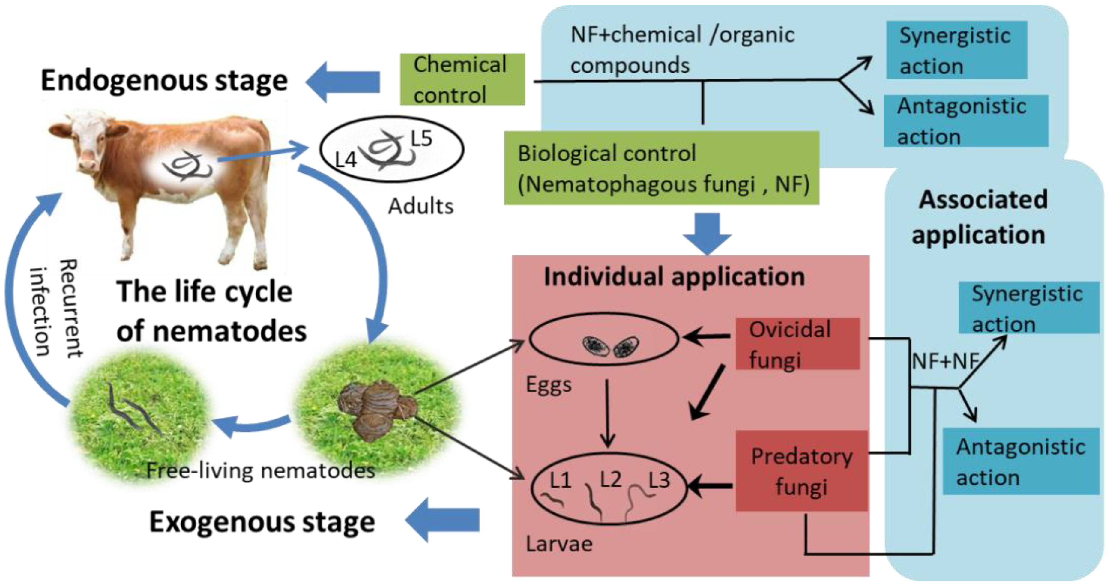 Pathogens | Free Full-Text | Individual and Combined Application of  Nematophagous Fungi as Biological Control Agents against Gastrointestinal  Nematodes in Domestic Animals