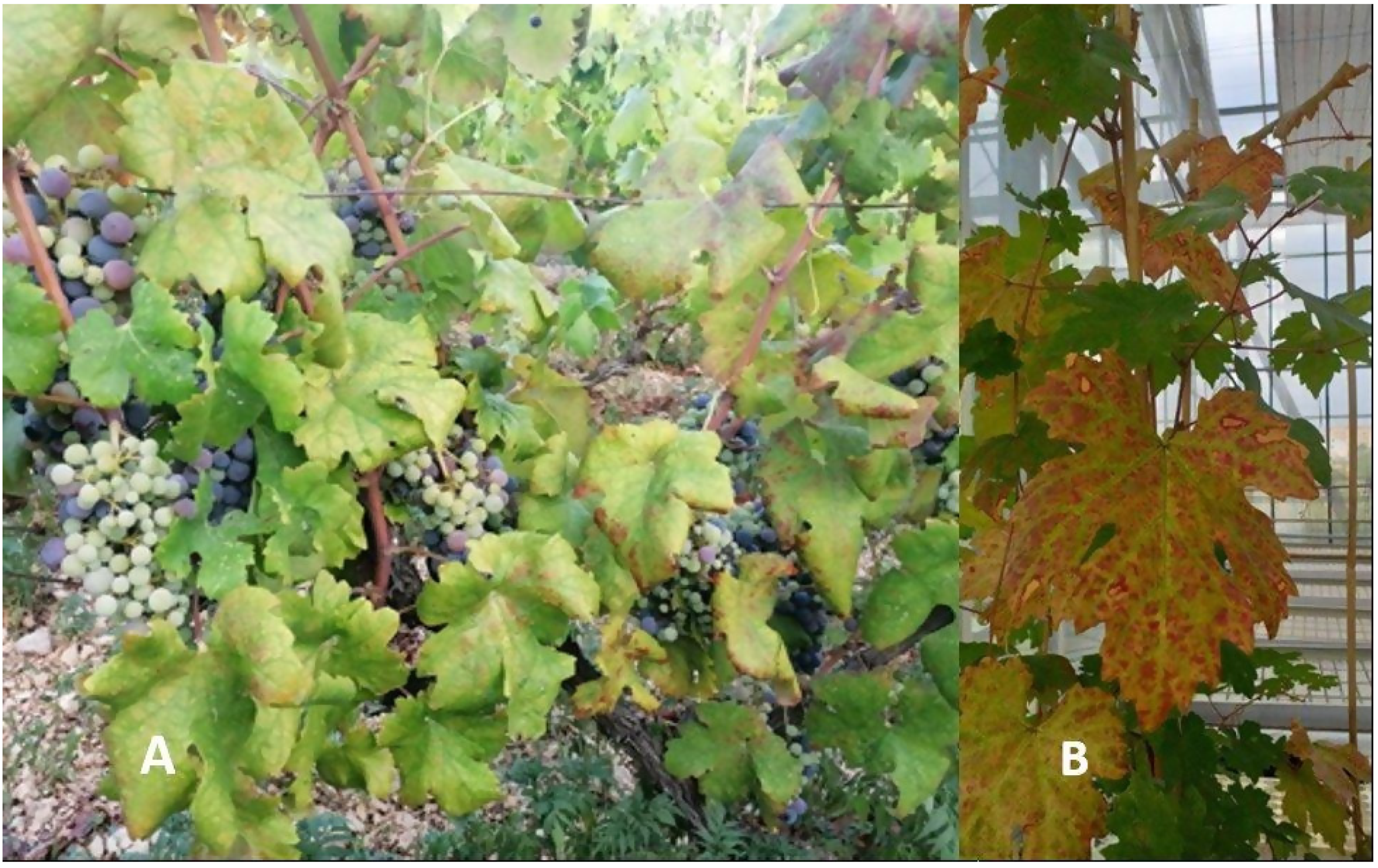 Pathogens 11 00176 g003