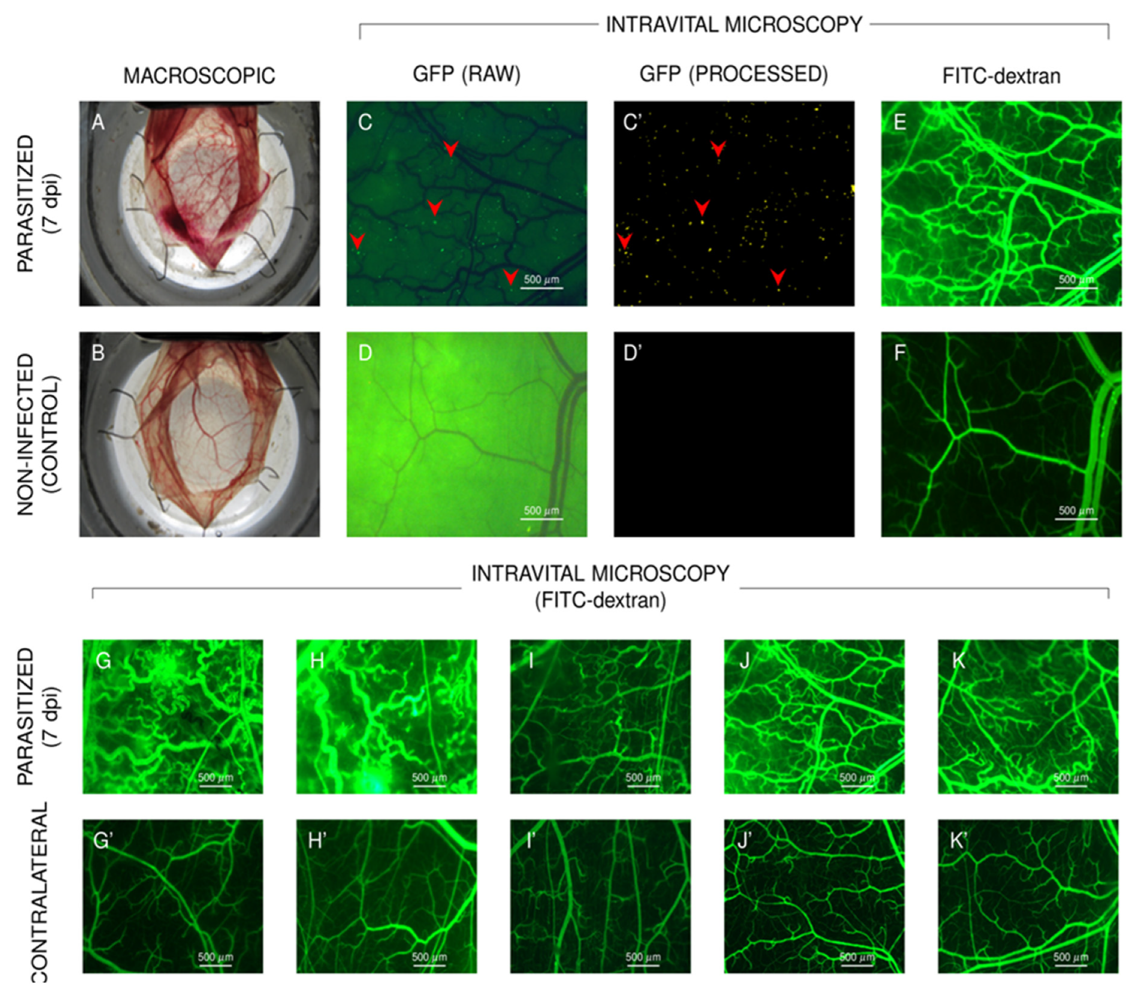 Pathogens 11 00187 g001 Pathogens 11 00187 g001