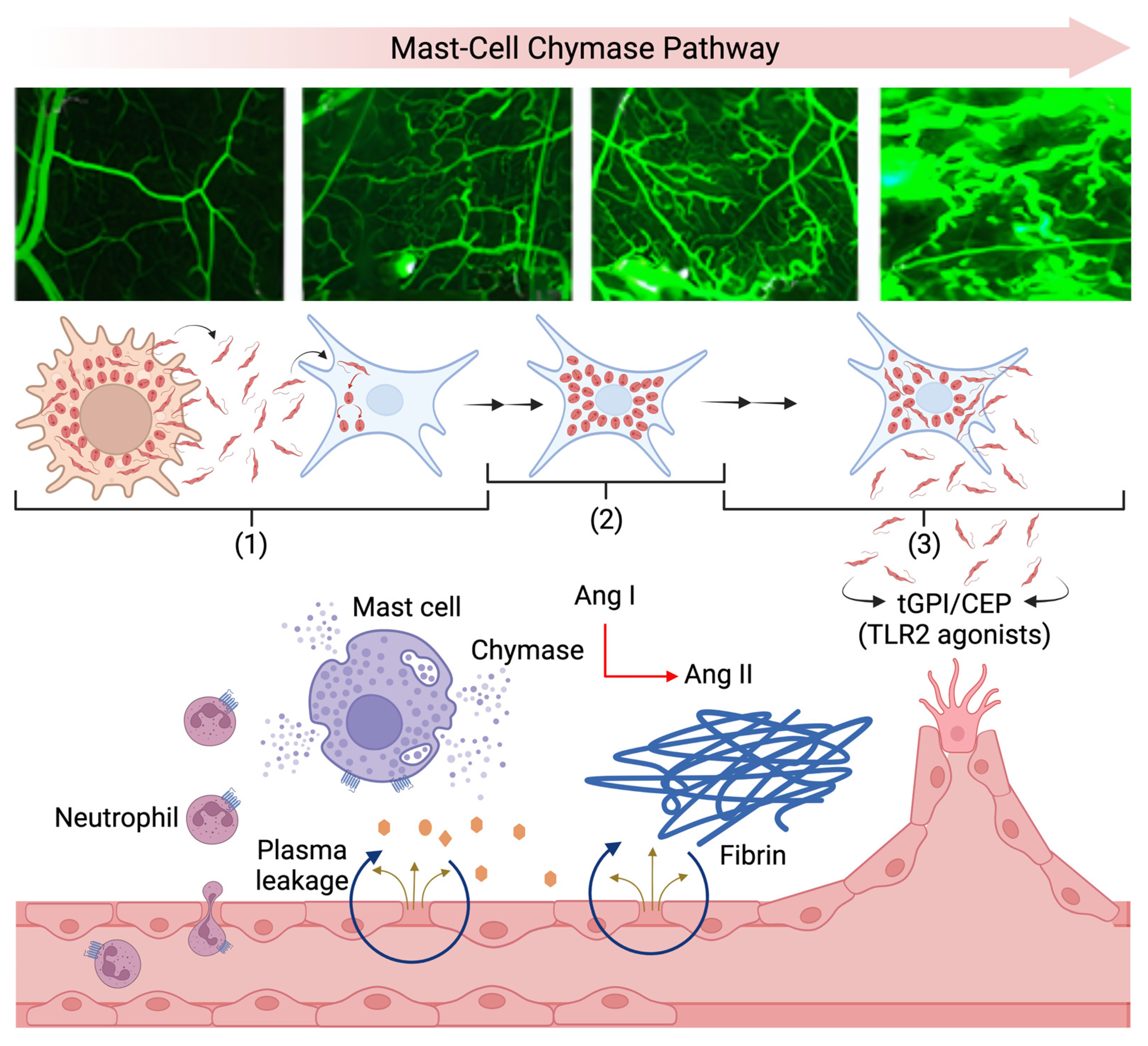 Pathogens 11 00187 g010 Pathogens 11 00187 g010