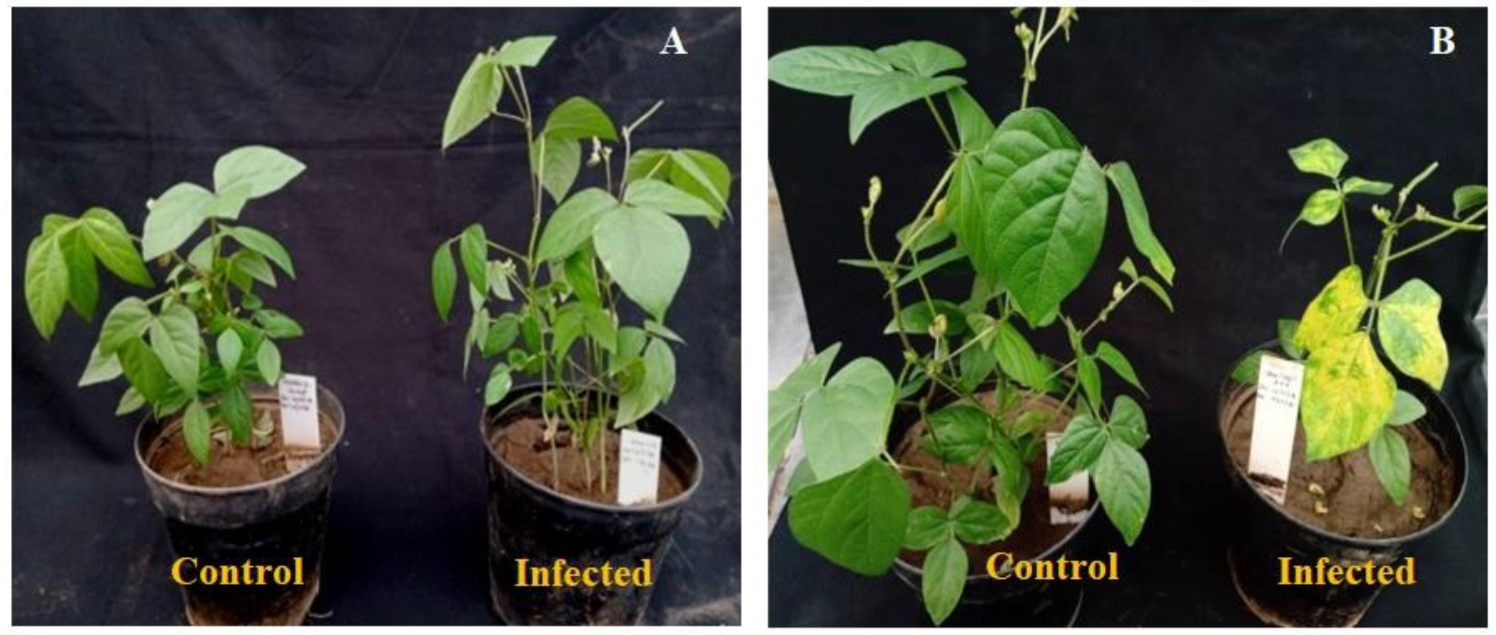 Pathogens 11 00190 g001