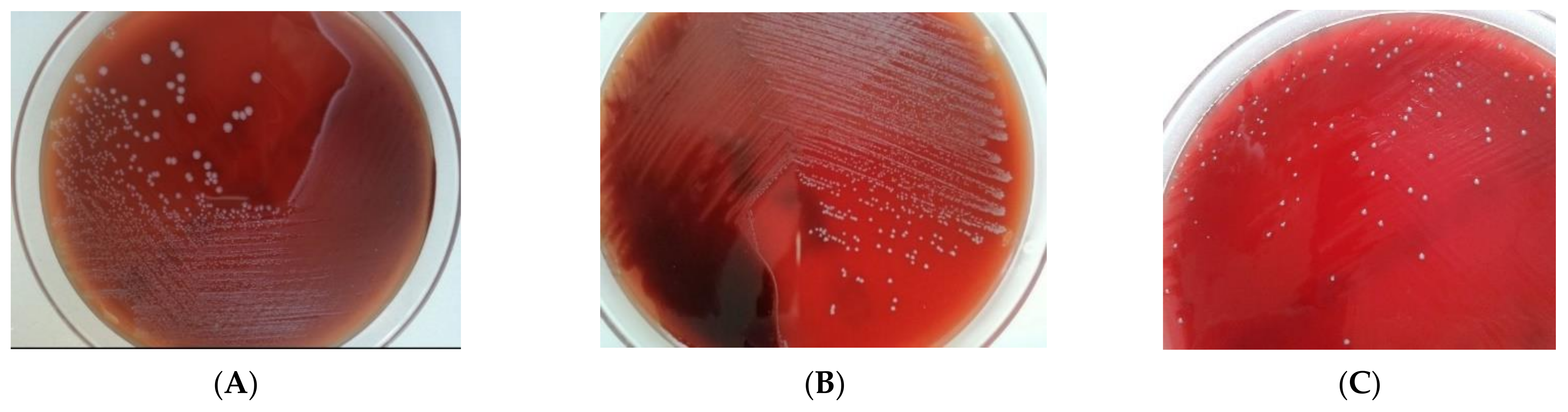 Pathogens Free FullText PostMortem Microbiology Retrospective