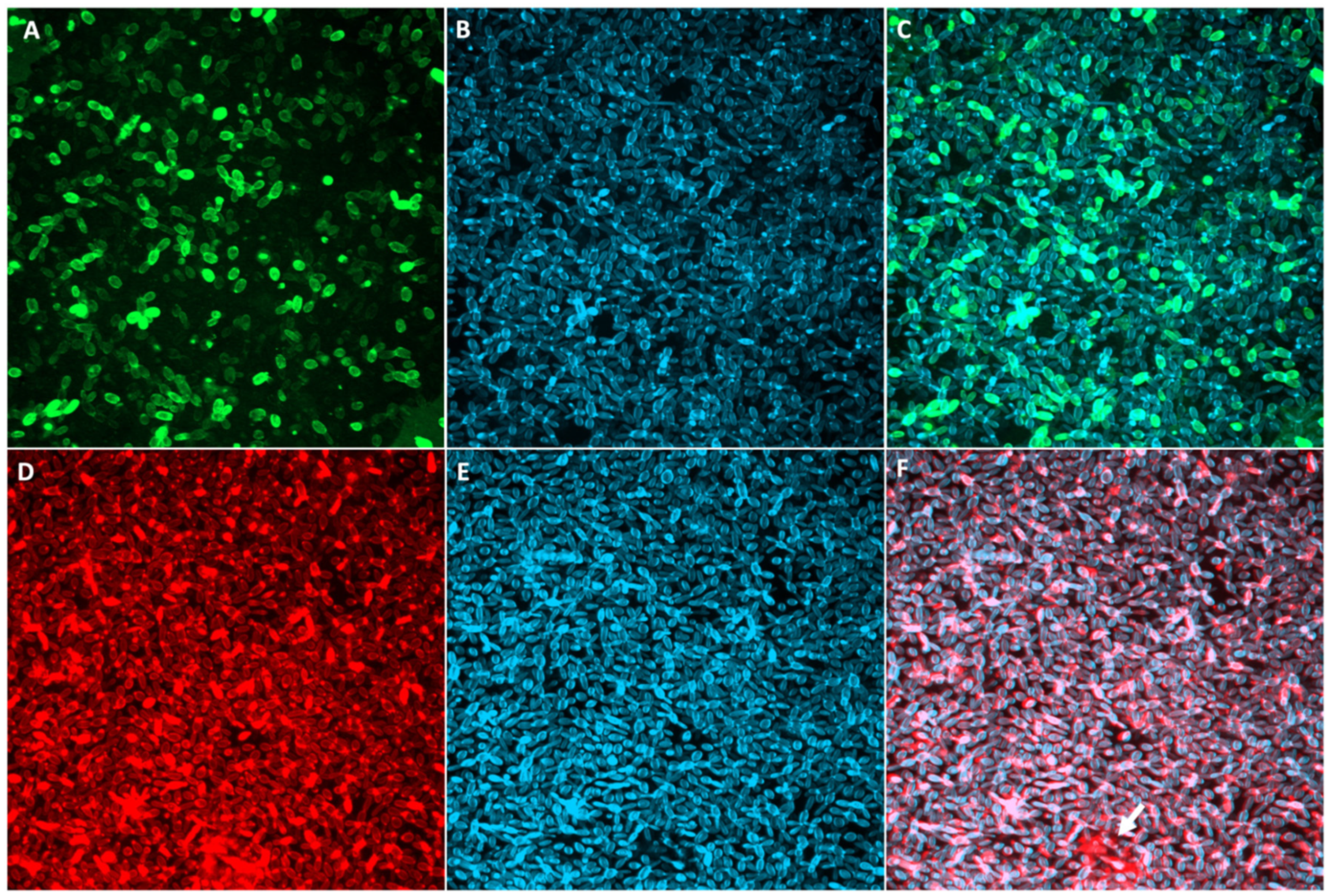 Pathogens 11 00206 g002