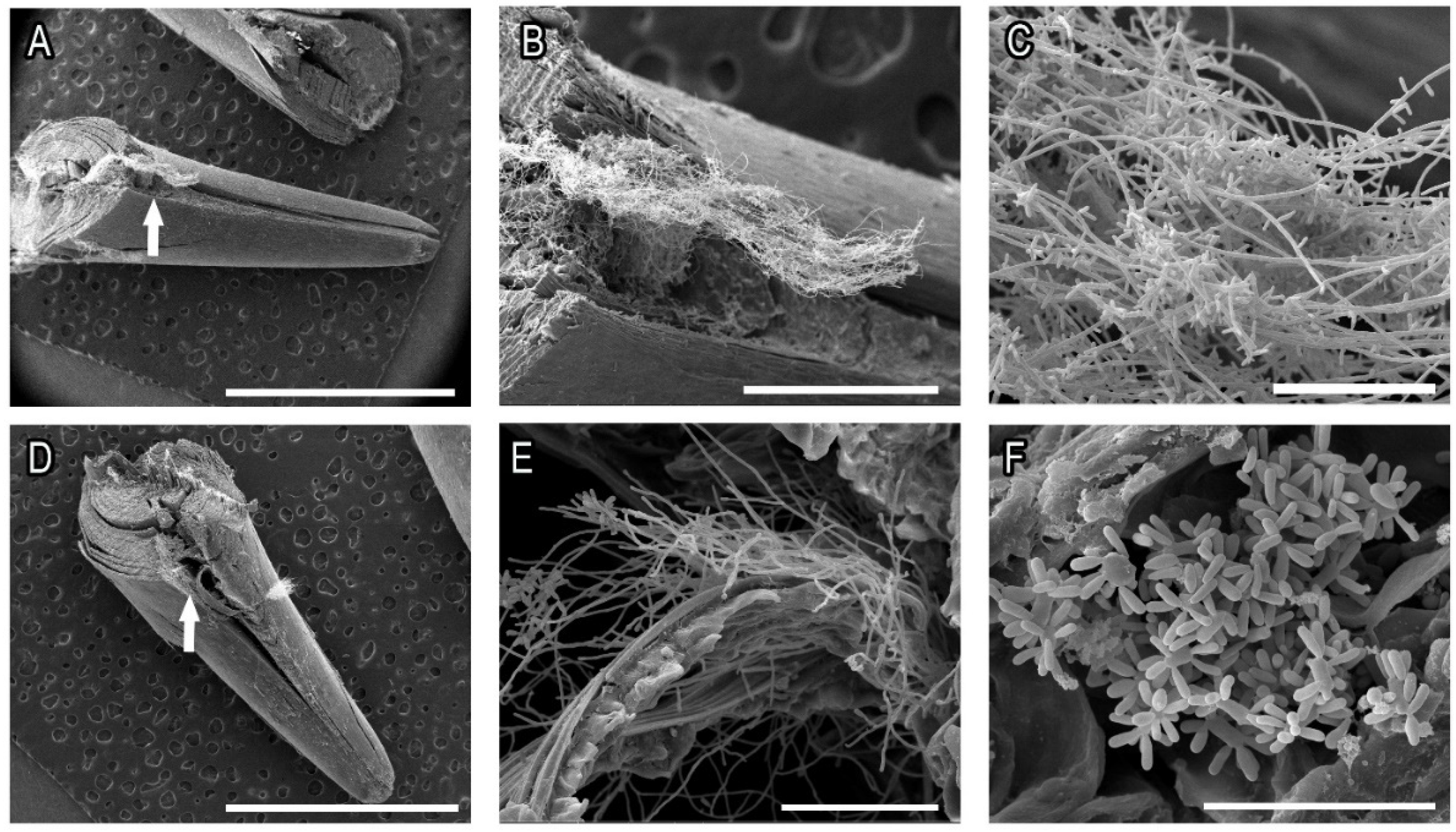 Pathogens 11 00206 g005