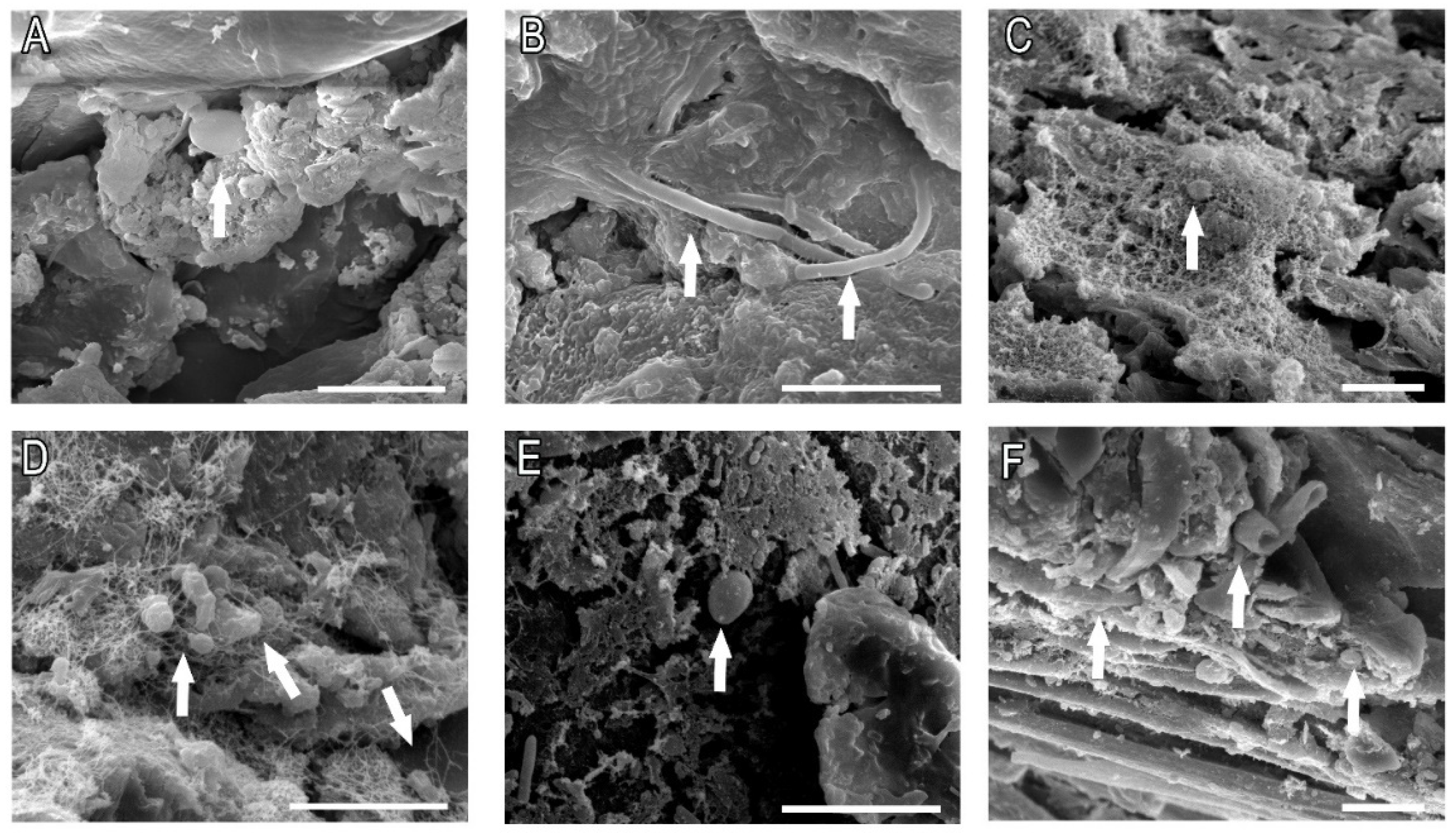 Pathogens 11 00206 g007