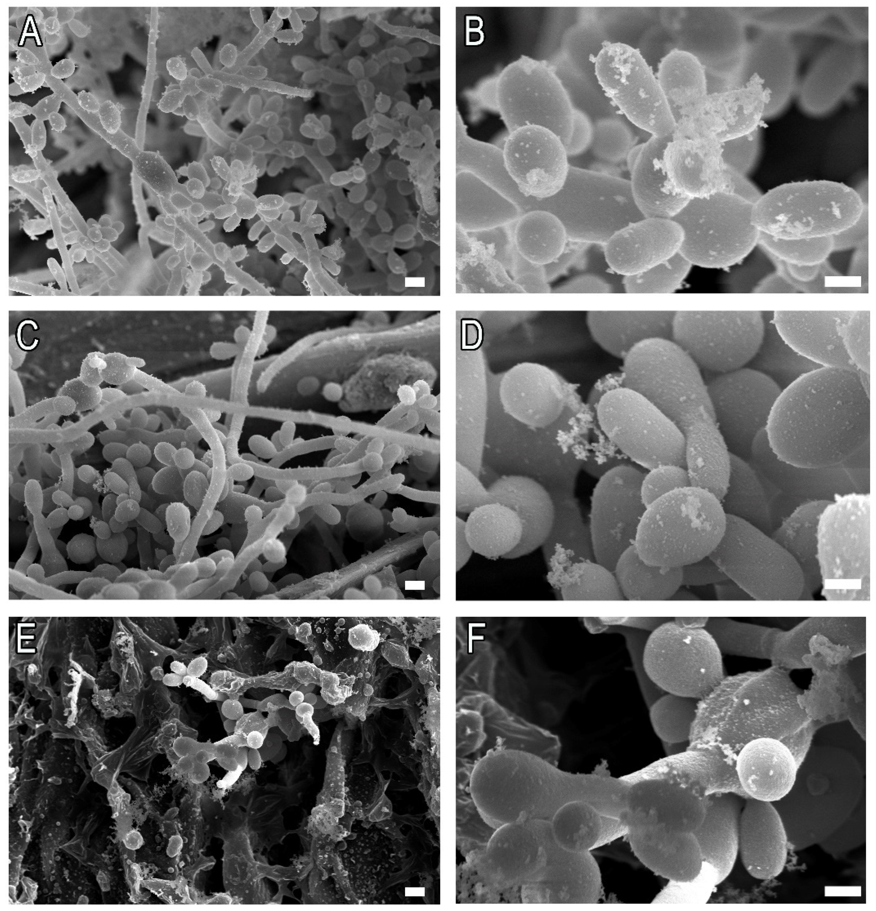 Pathogens 11 00206 g010