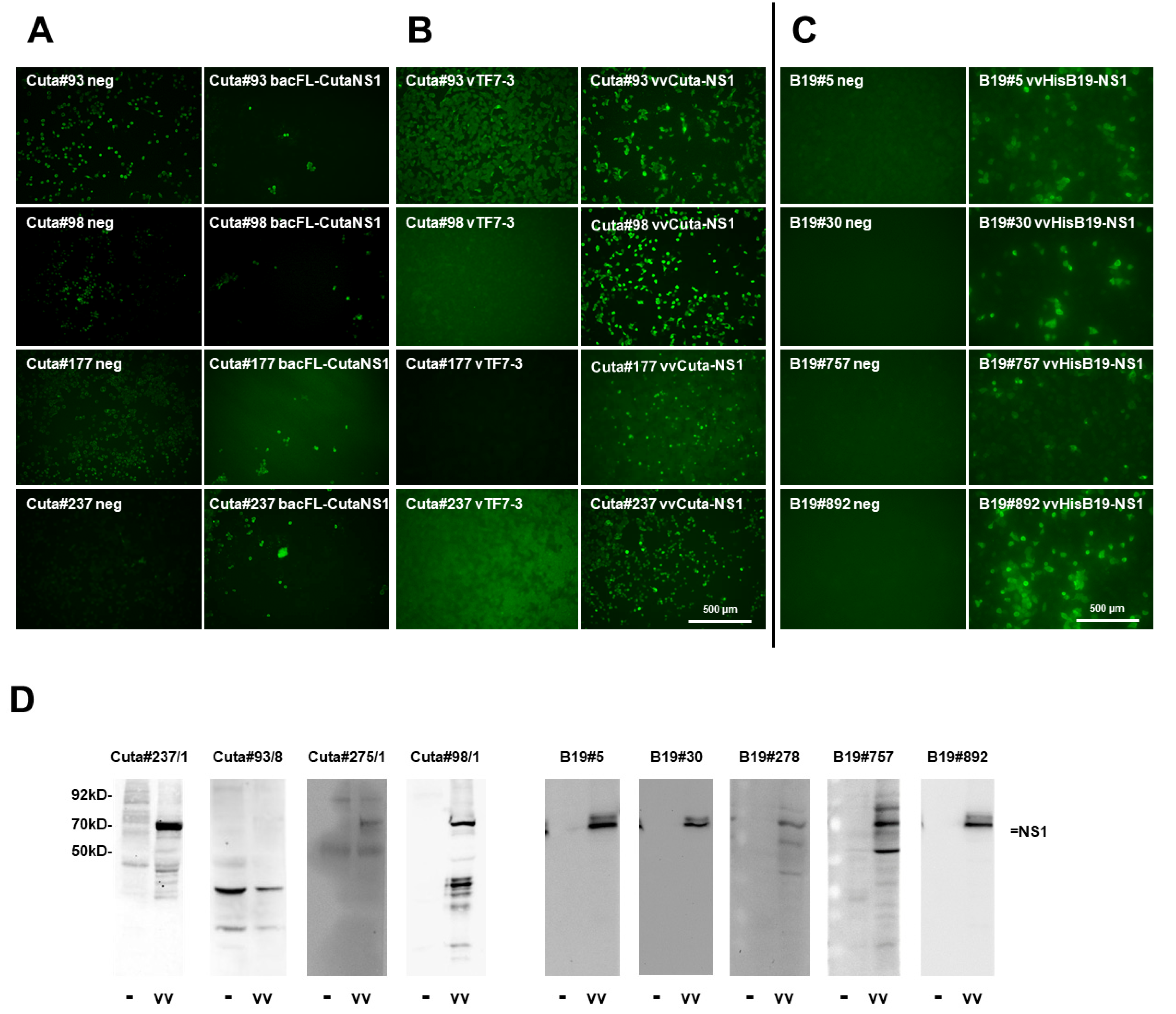 Pathogens 11 00208 g003 550