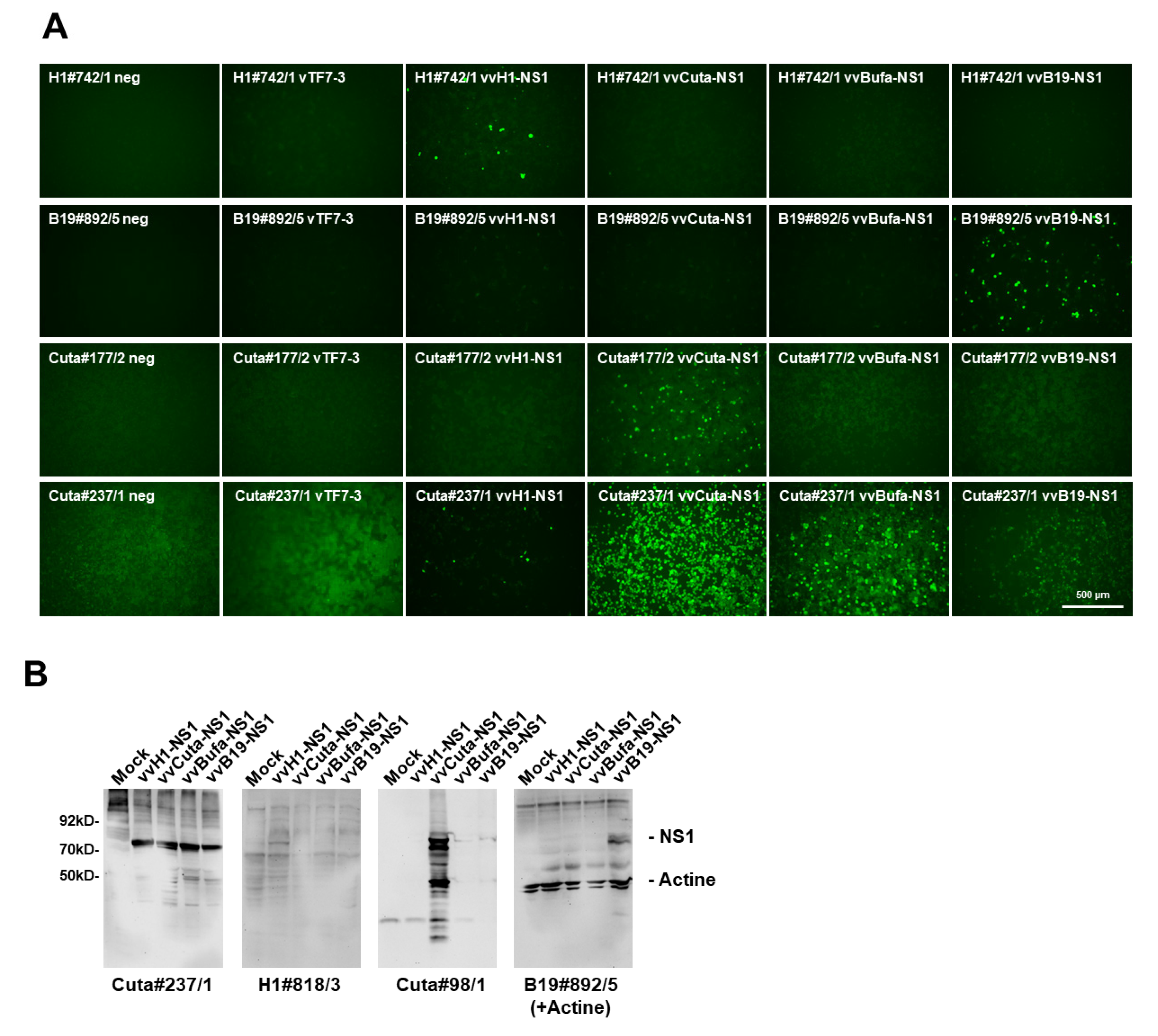 Pathogens 11 00208 g004 550
