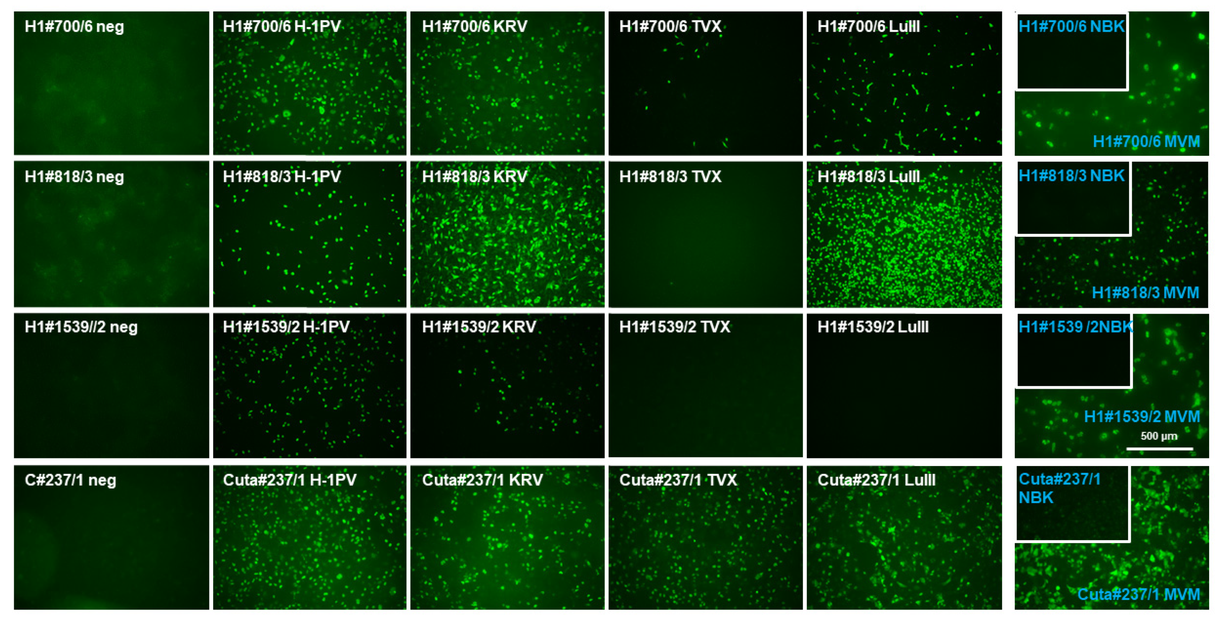 Pathogens 11 00208 g005 550