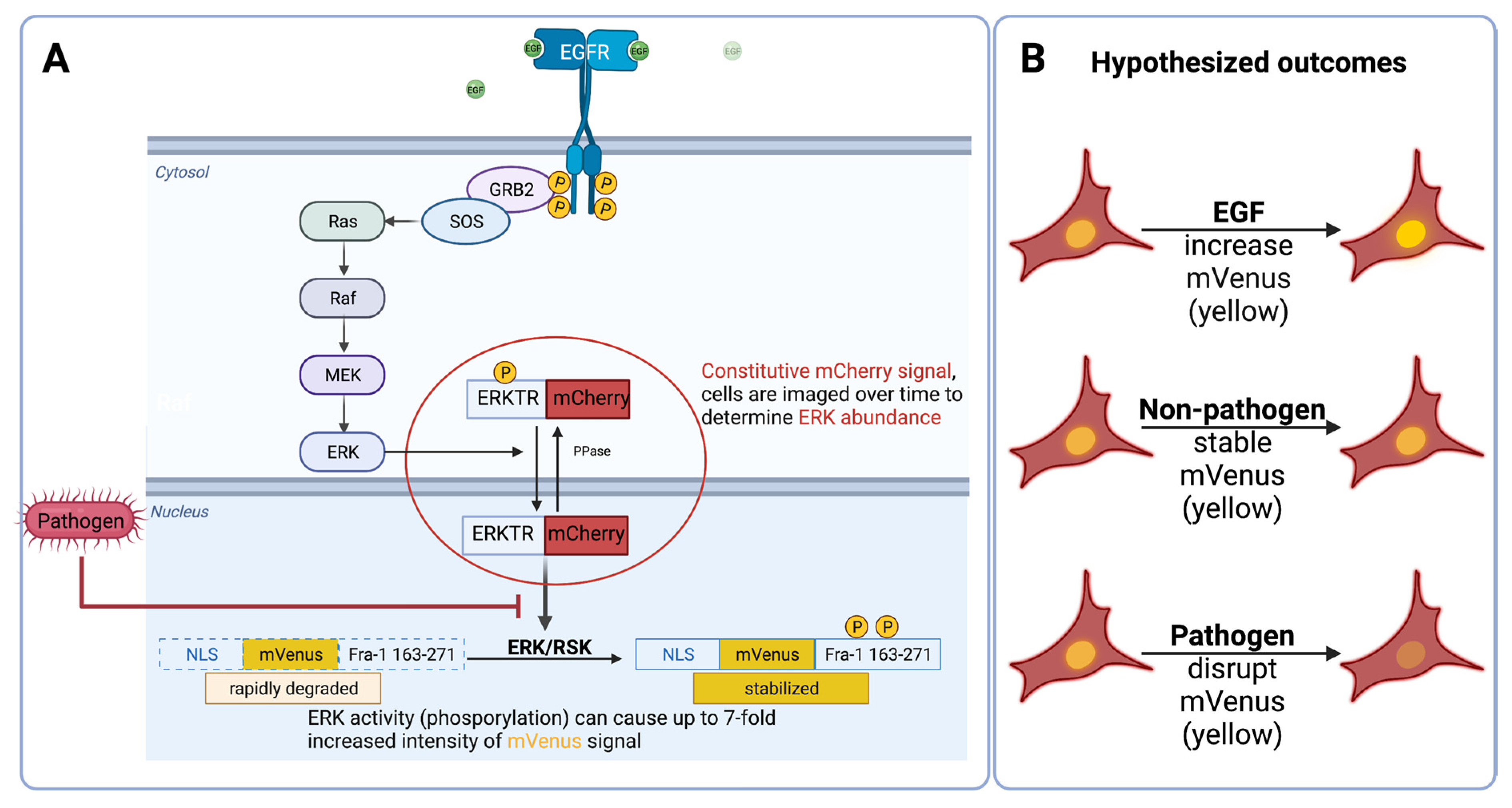 Pathogens 11 00209 g002 550