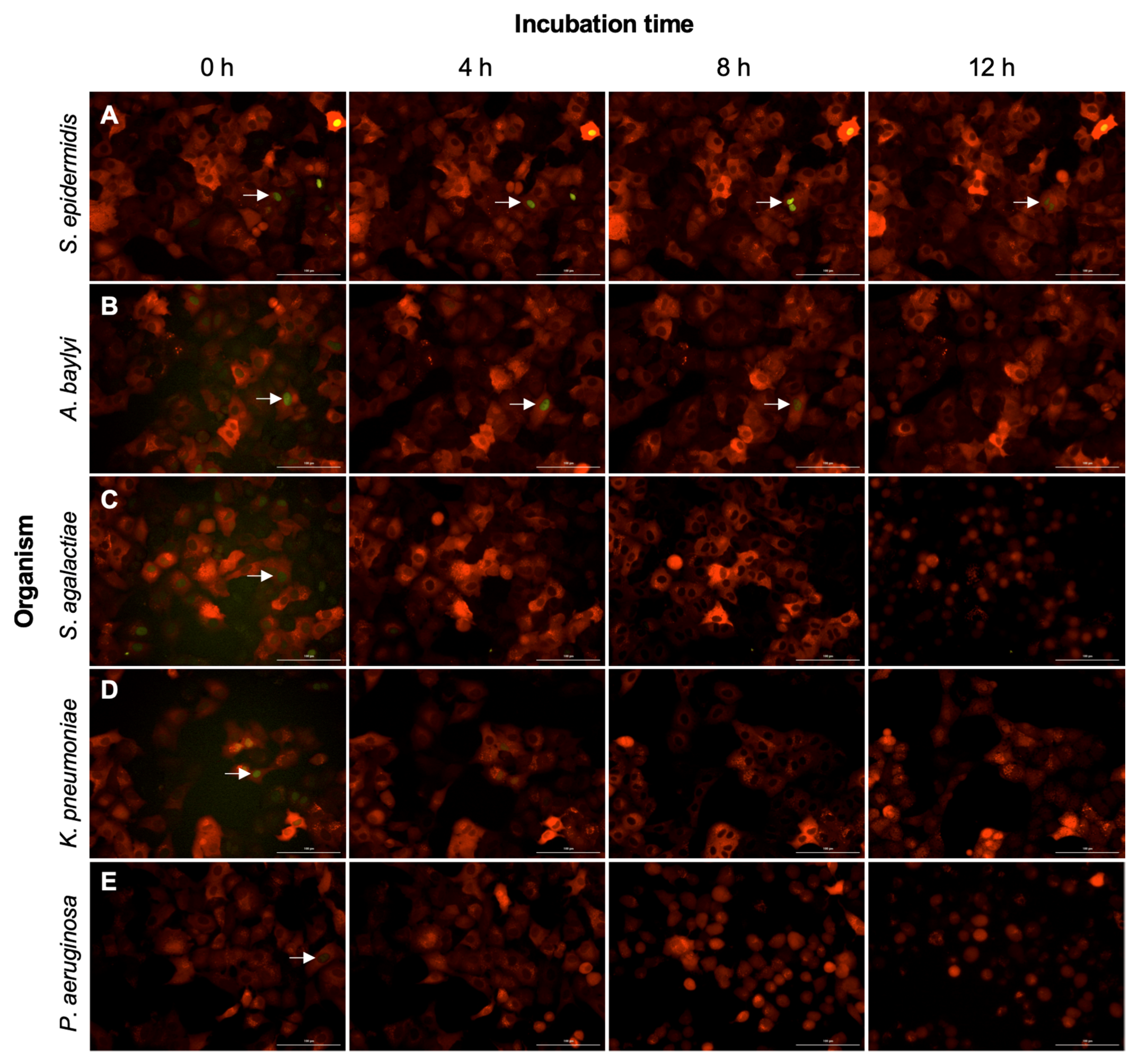 Pathogens 11 00209 g004 550