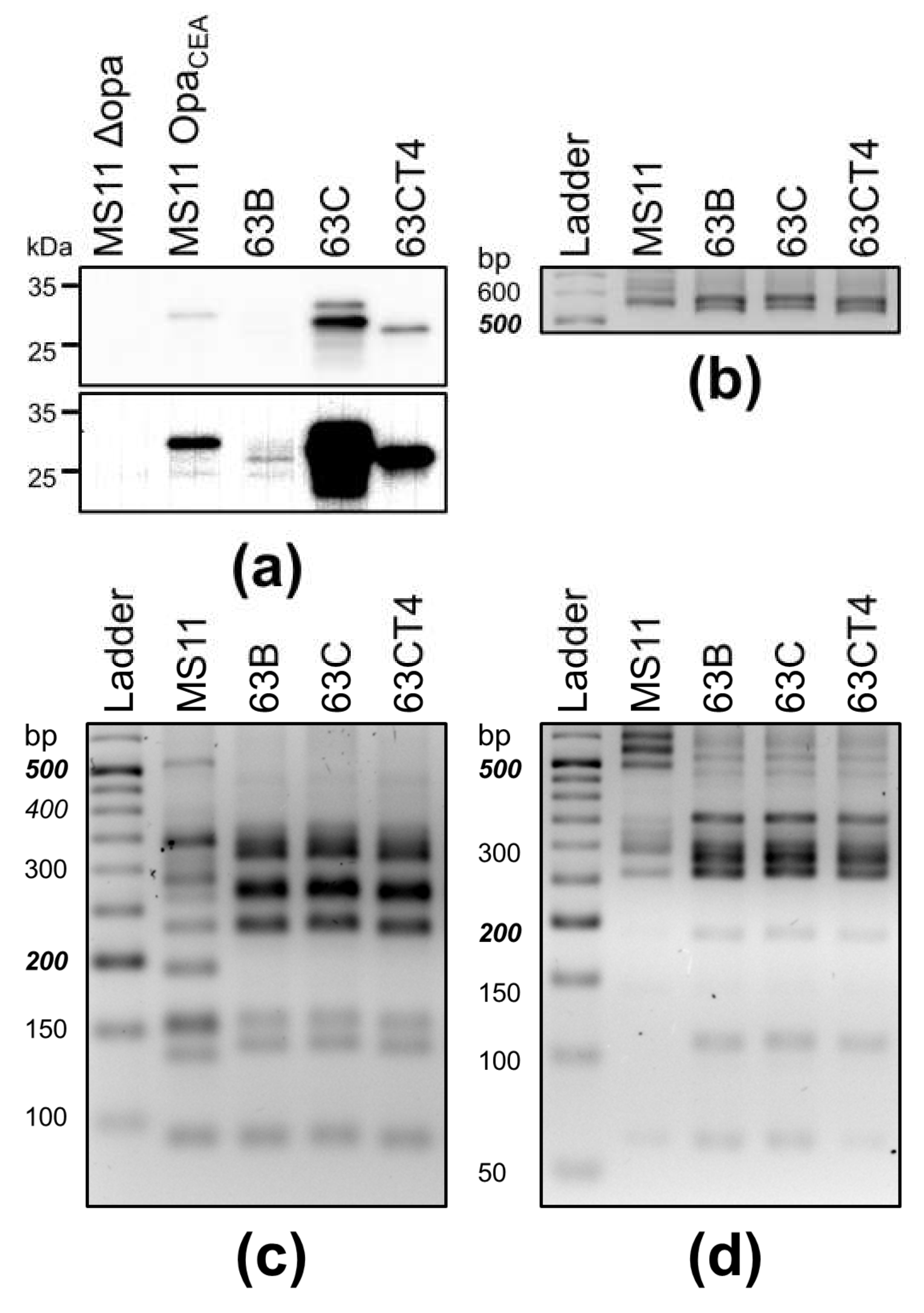 Pathogens 11 00217 g006