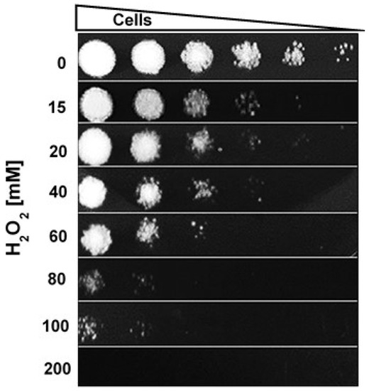 Proteomic Analysis of Sporothrix schenckii Exposed to