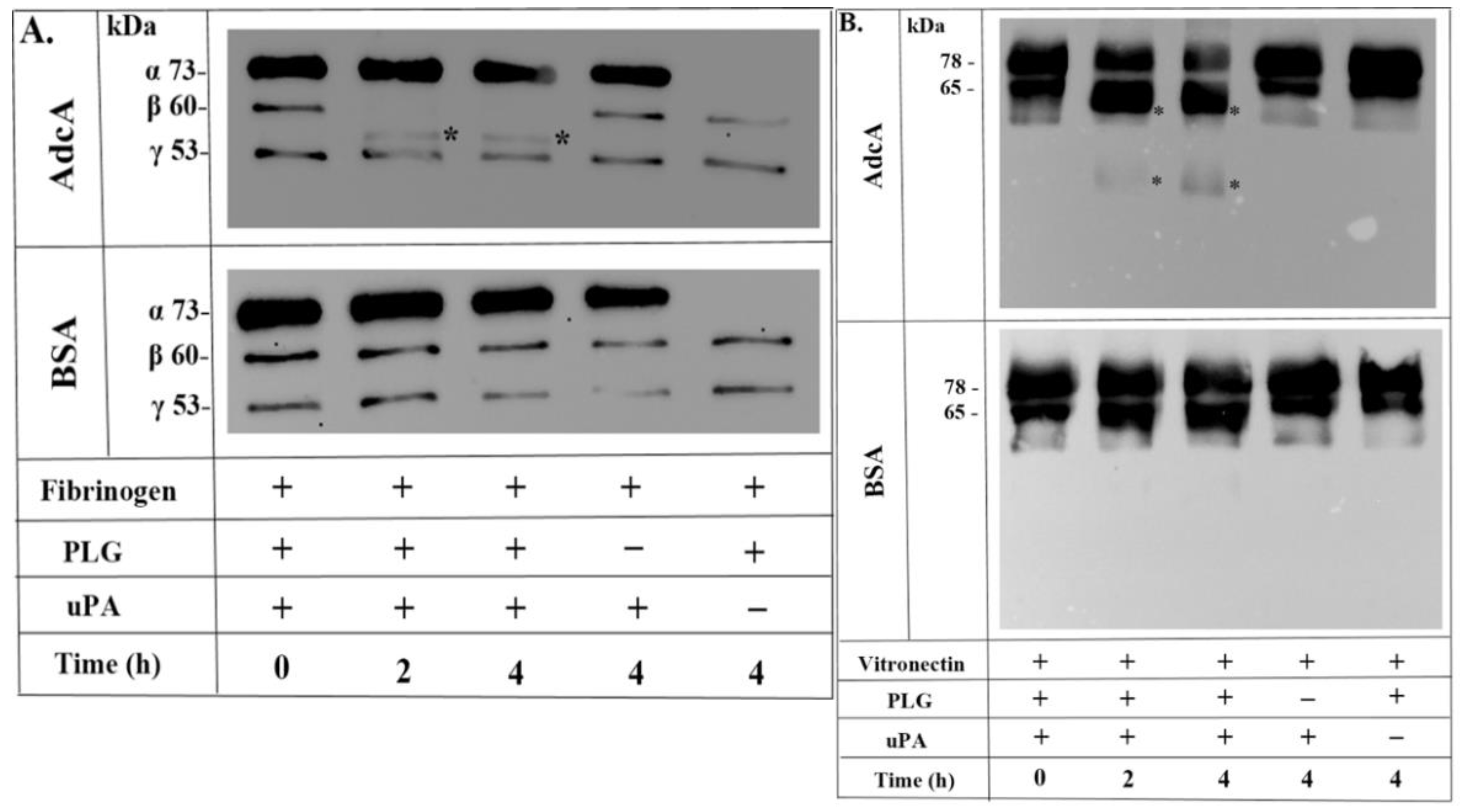 Pathogens 11 00240 g004 550