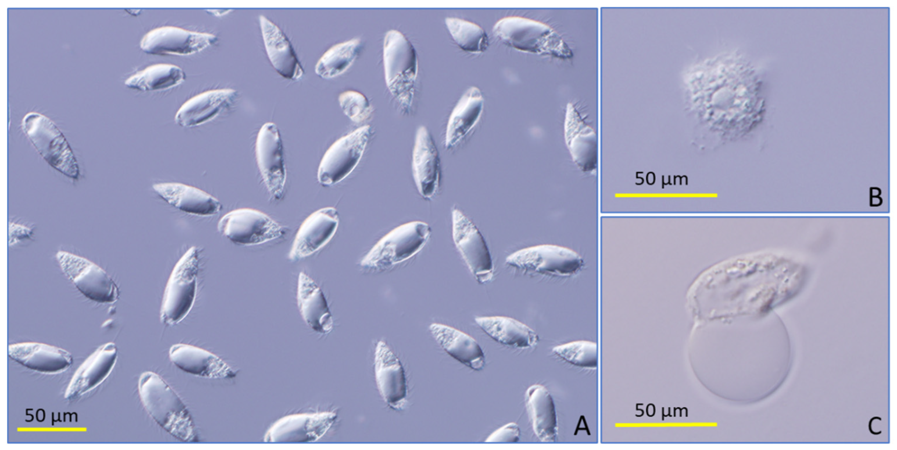 Pathogens 11 00267 g001