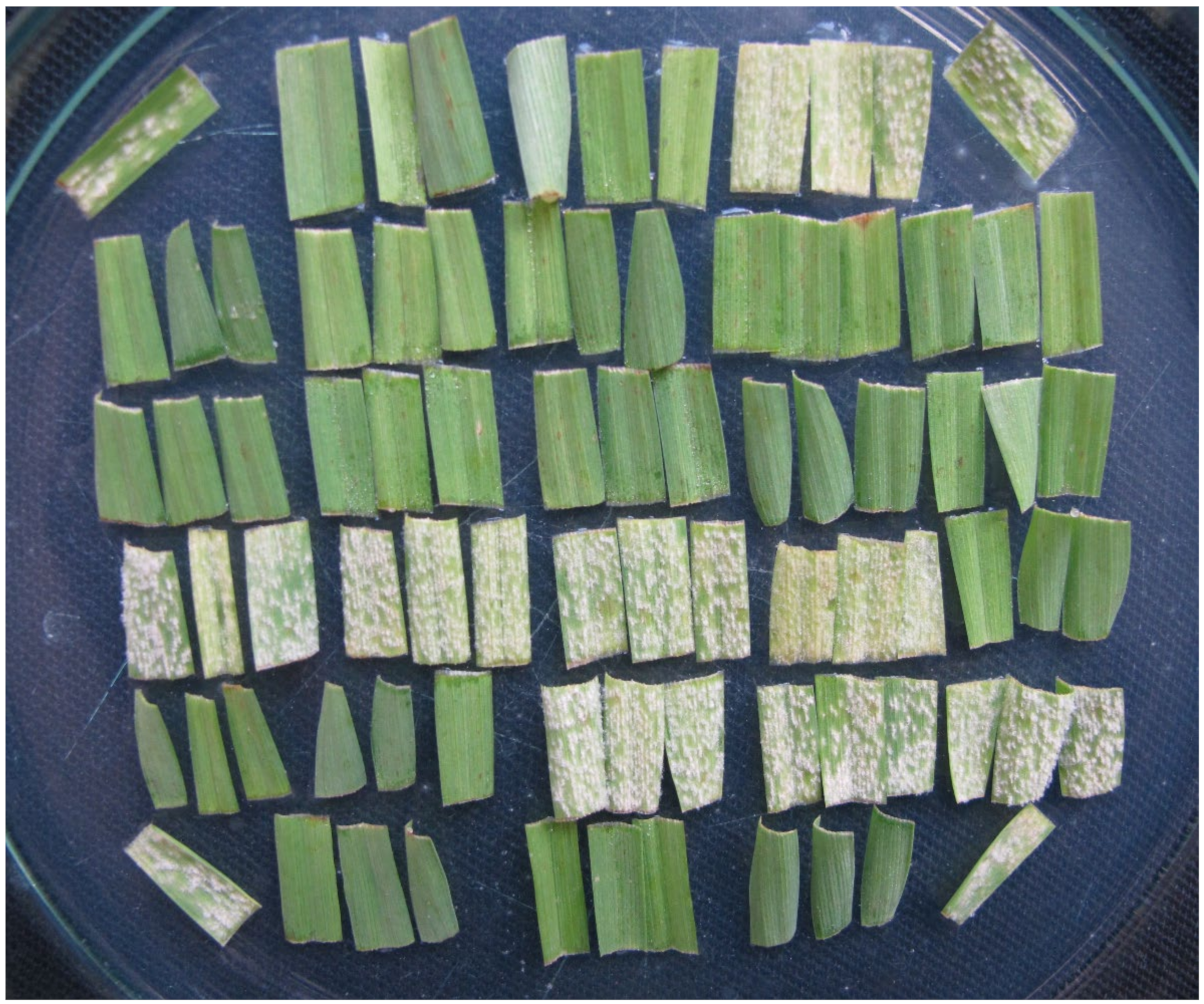 Pathogens 11 00284 g004 Pathogens 11 00284 g004