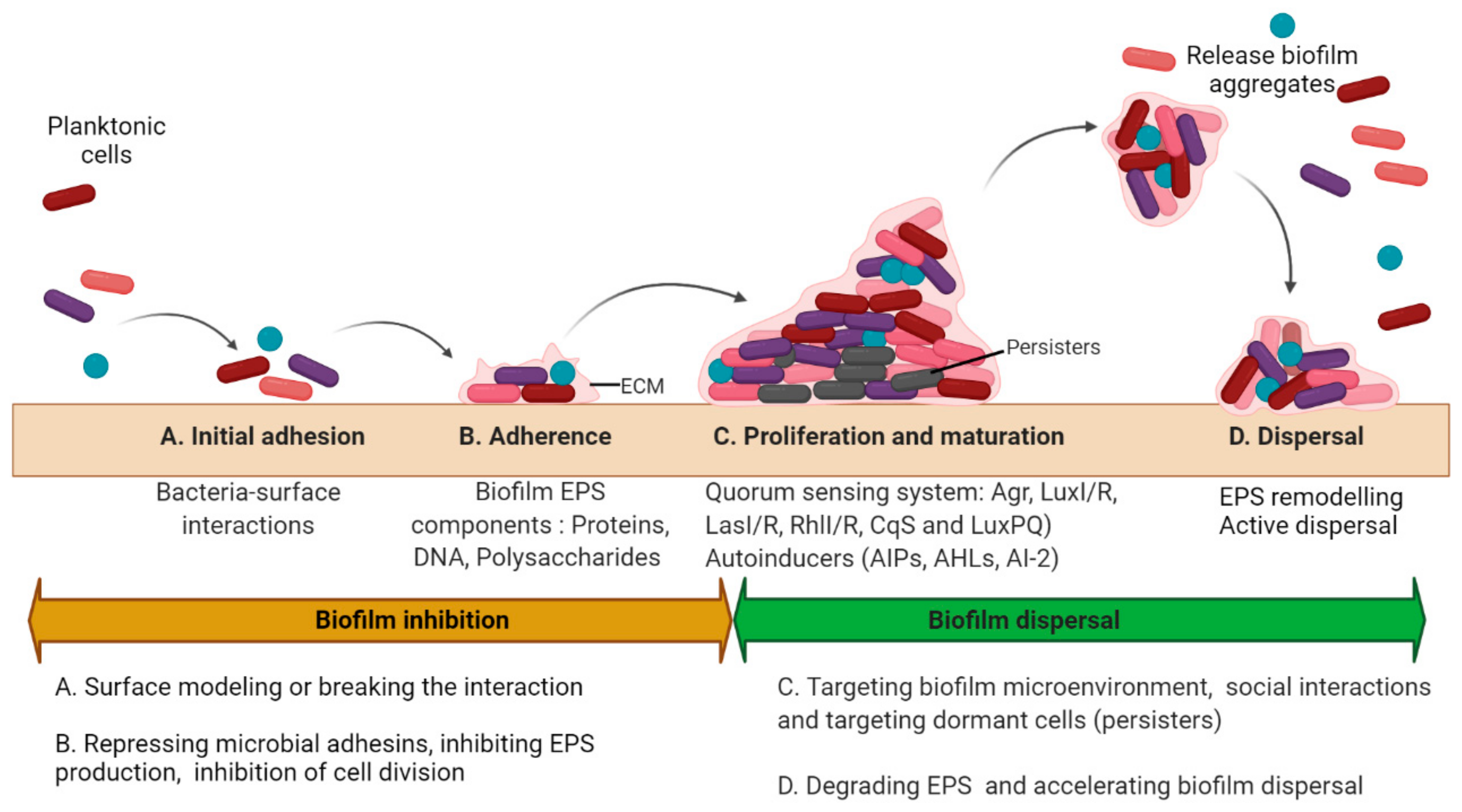 Nanoparticles for Oral Biofilm Treatments