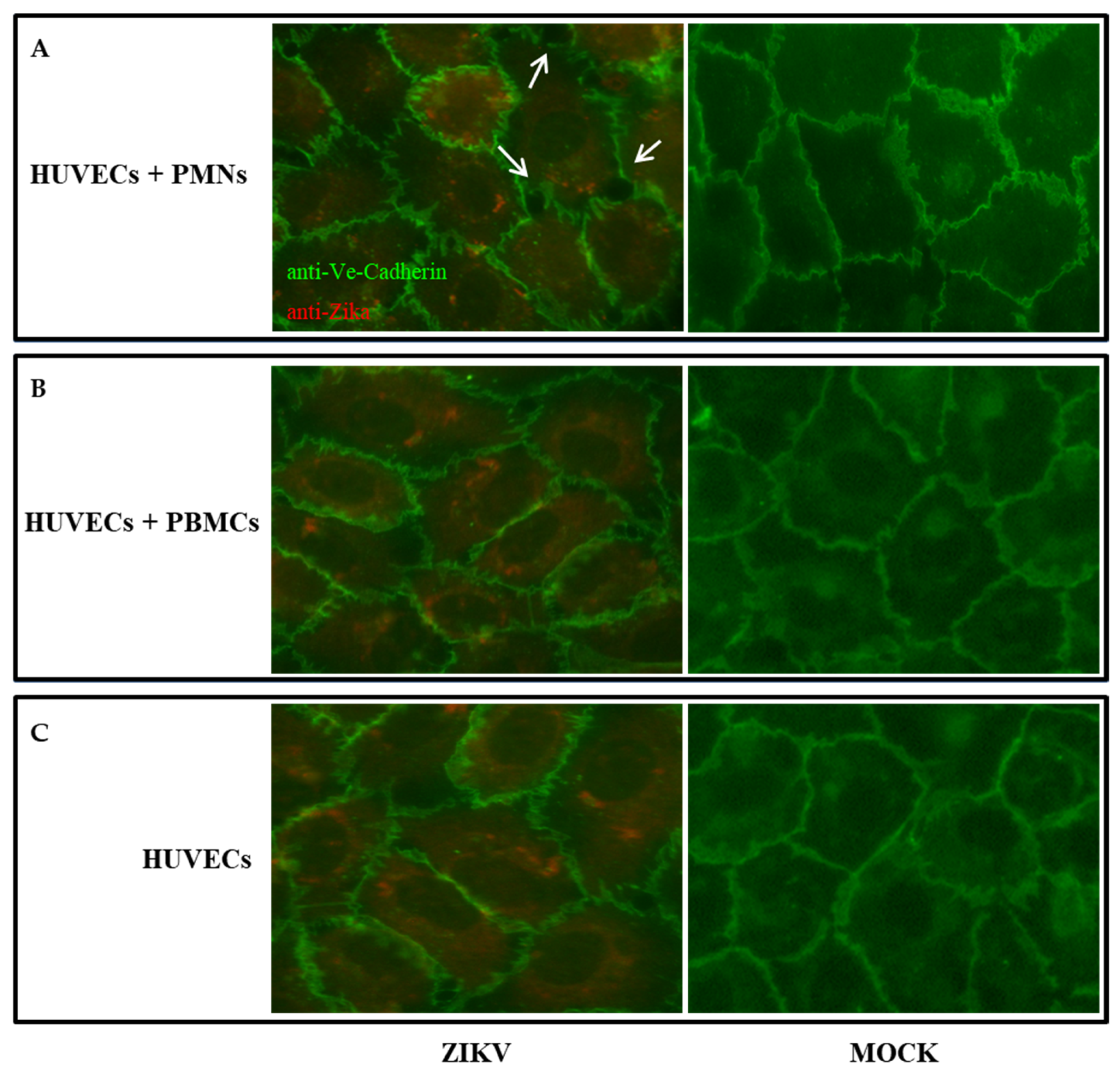 Pathogens 11 00321 g003