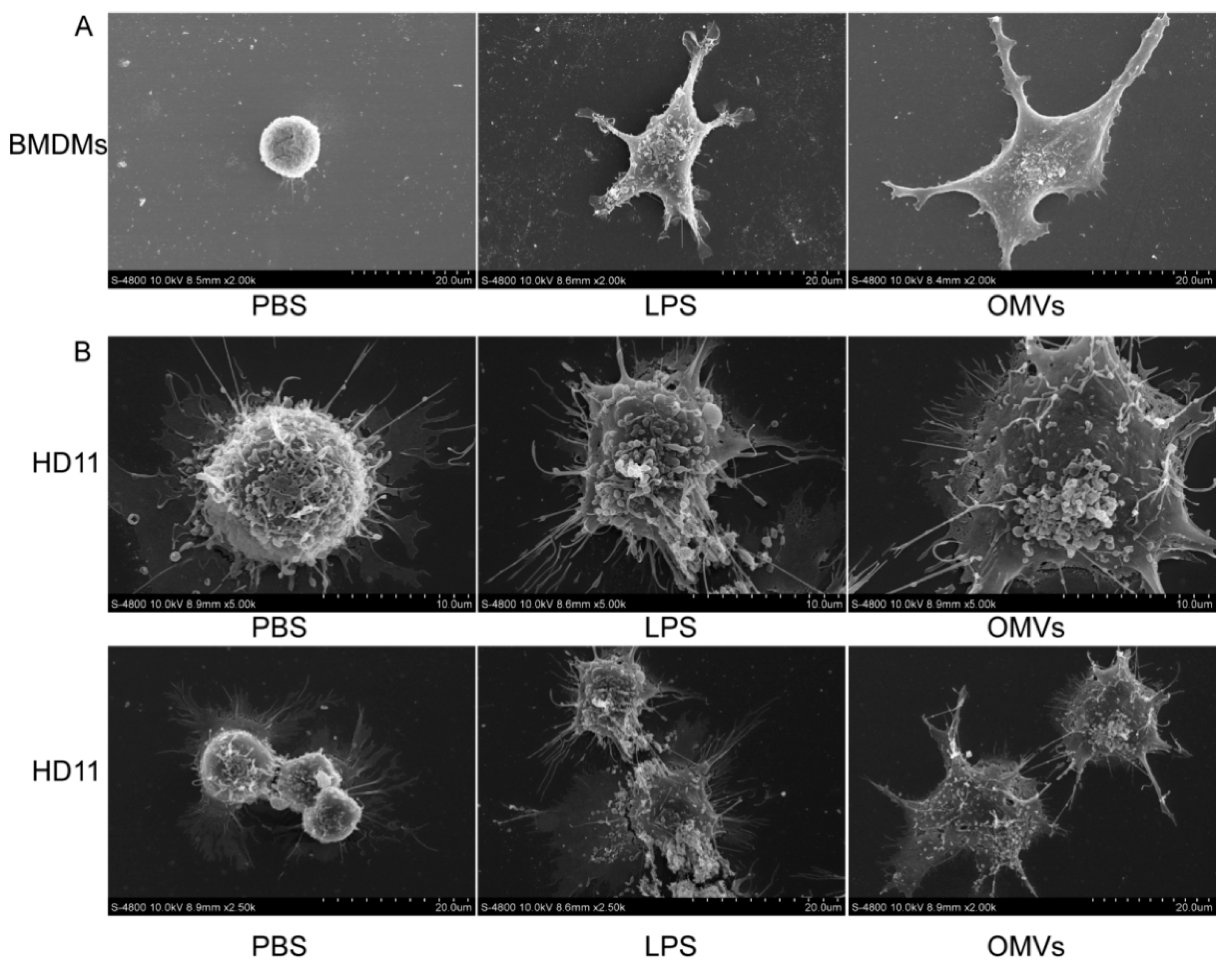 Pathogens 11 00339 g002 Pathogens 11 00339 g002