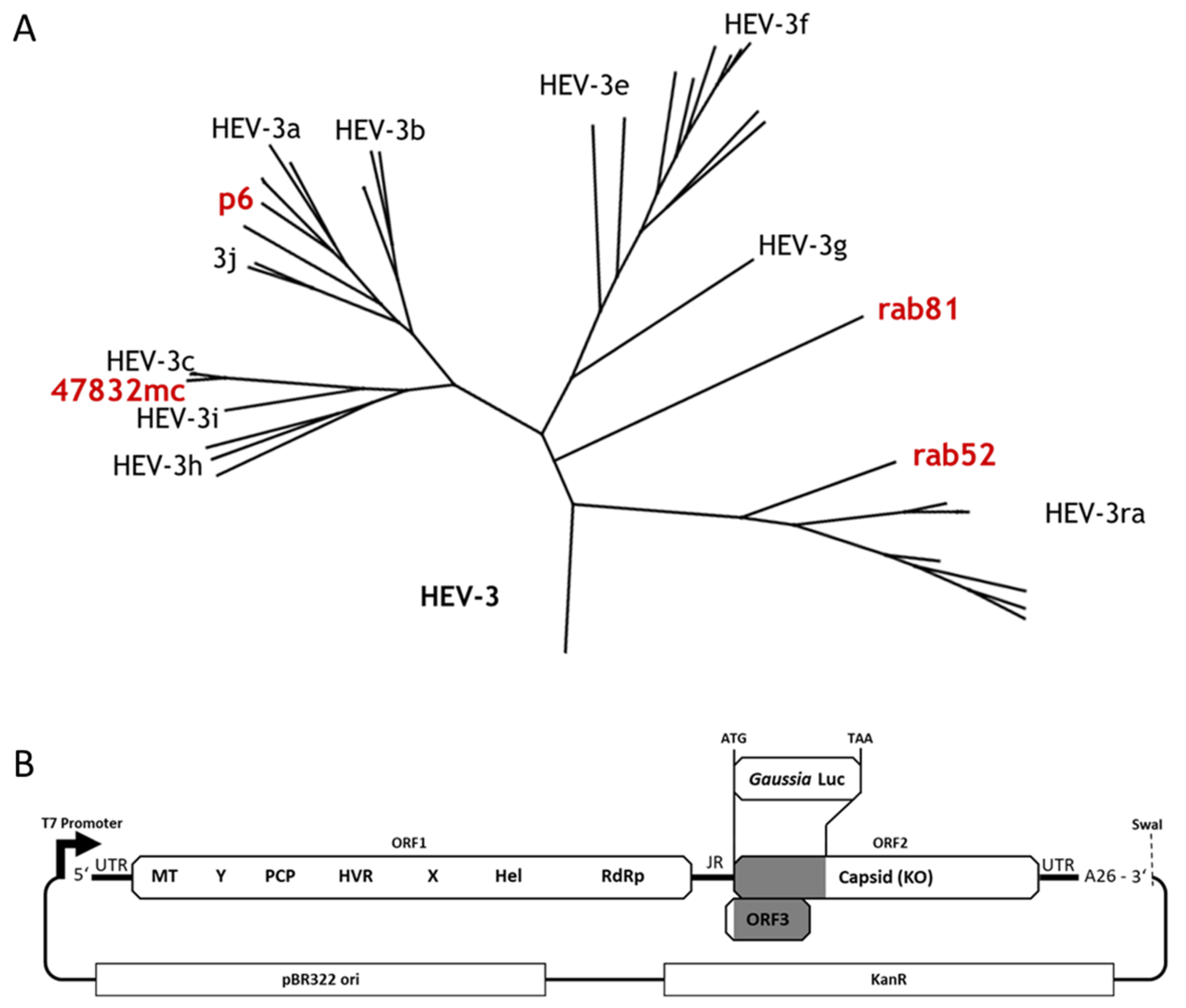 Pathogens 11 00355 g001