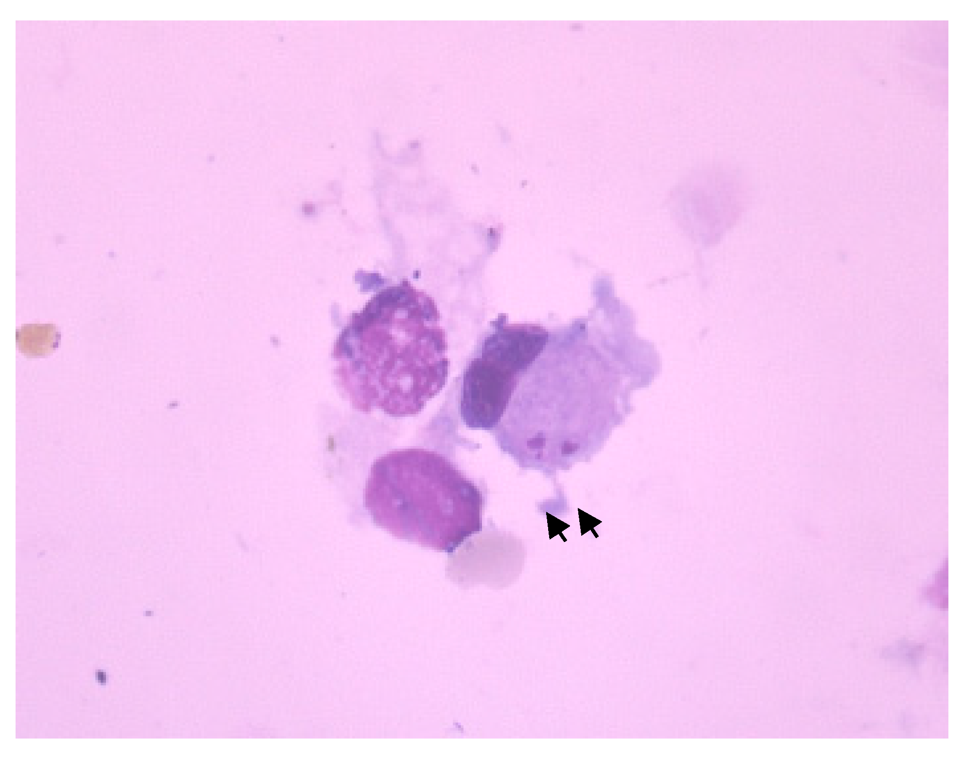 Pathogens 11 00365 g002