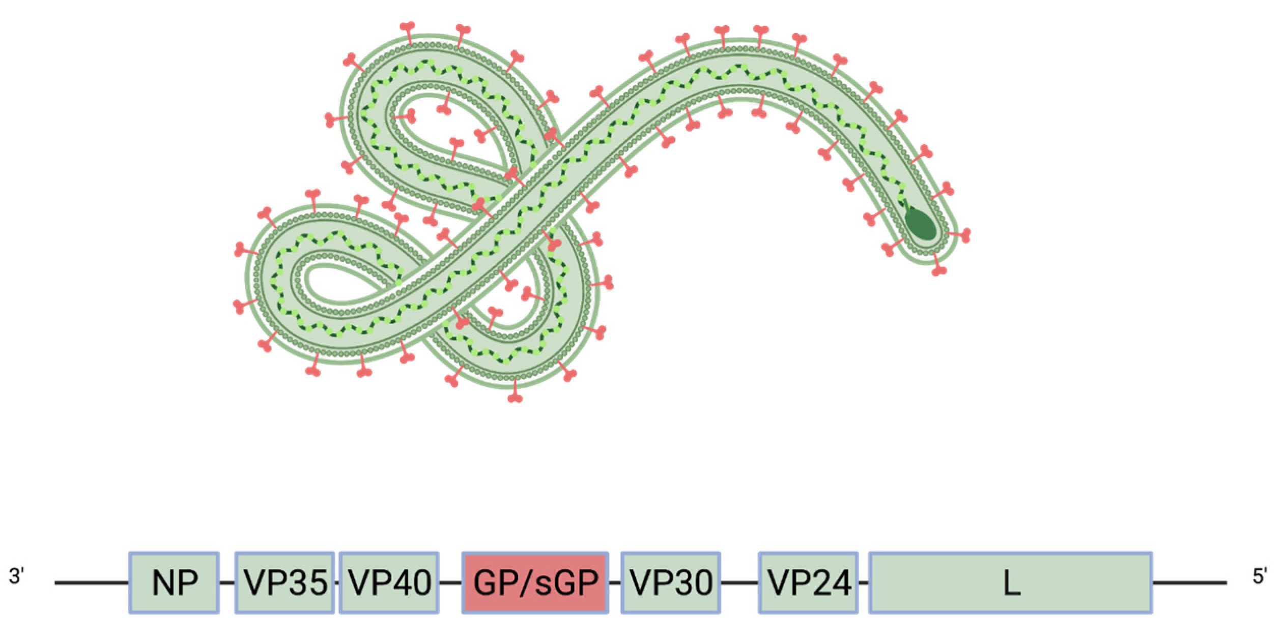 Development and Structural Analysis of Antibody Therapeutics