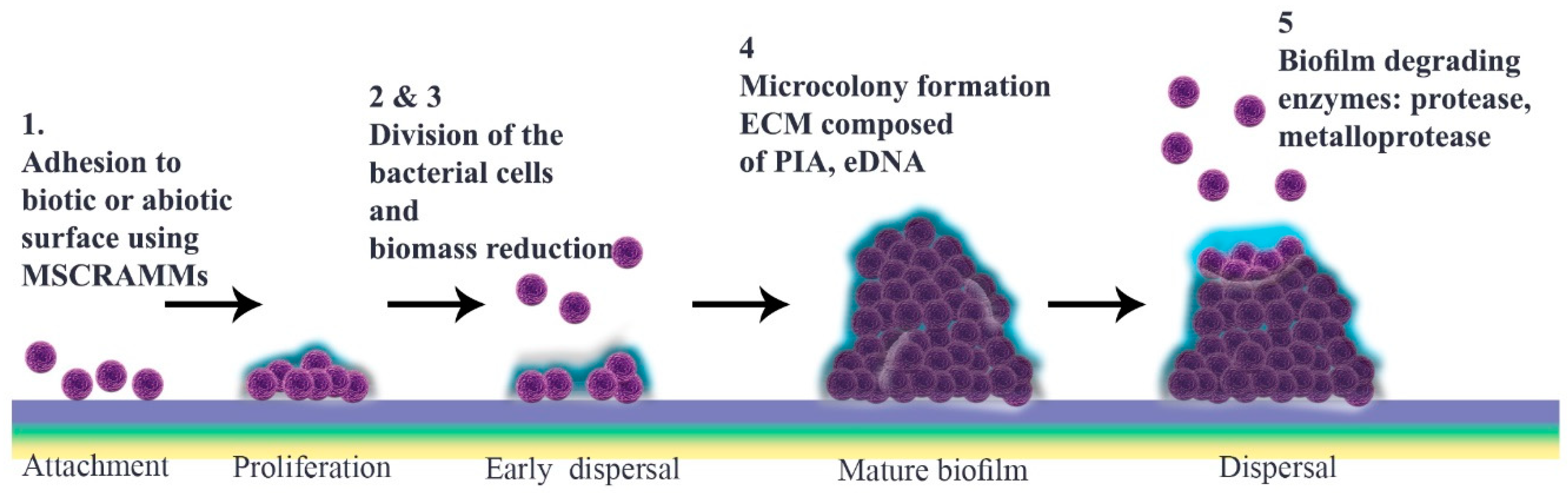 Probiotic markedly reduces S. aureus colonization in Phase 2 trial