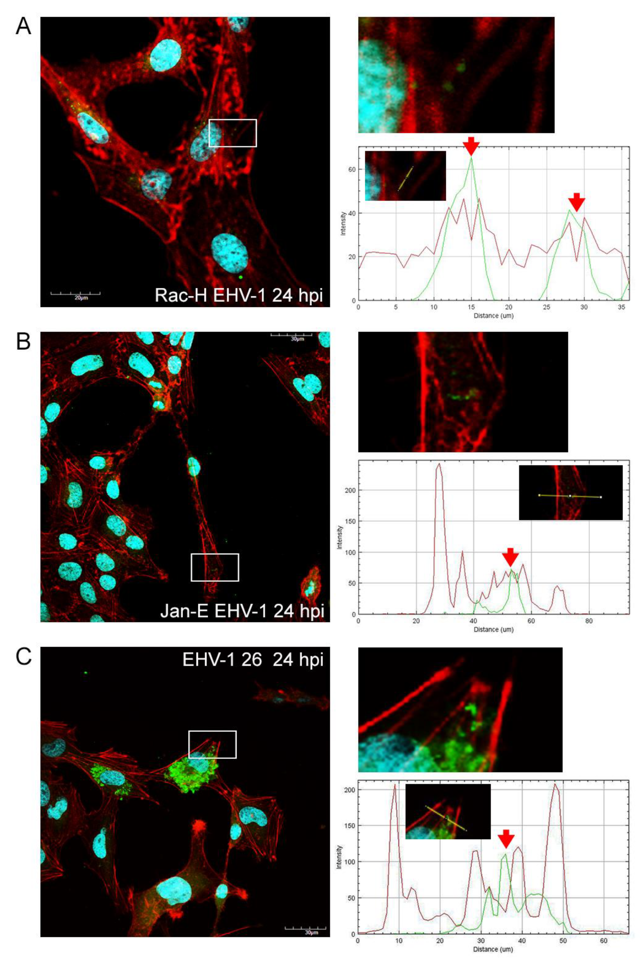 Pathogens 11 00400 g005