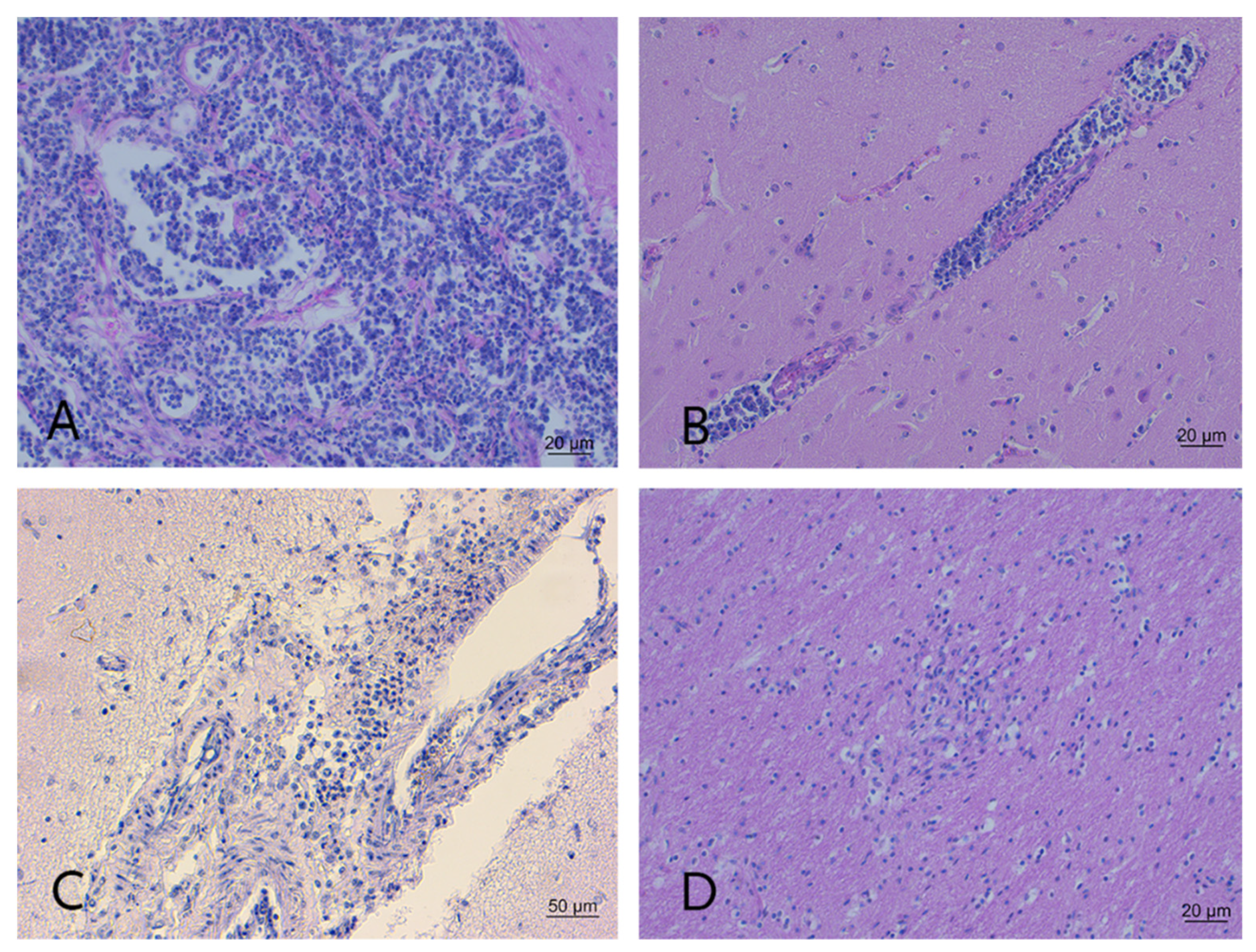 Pathogens 11 00401 g004