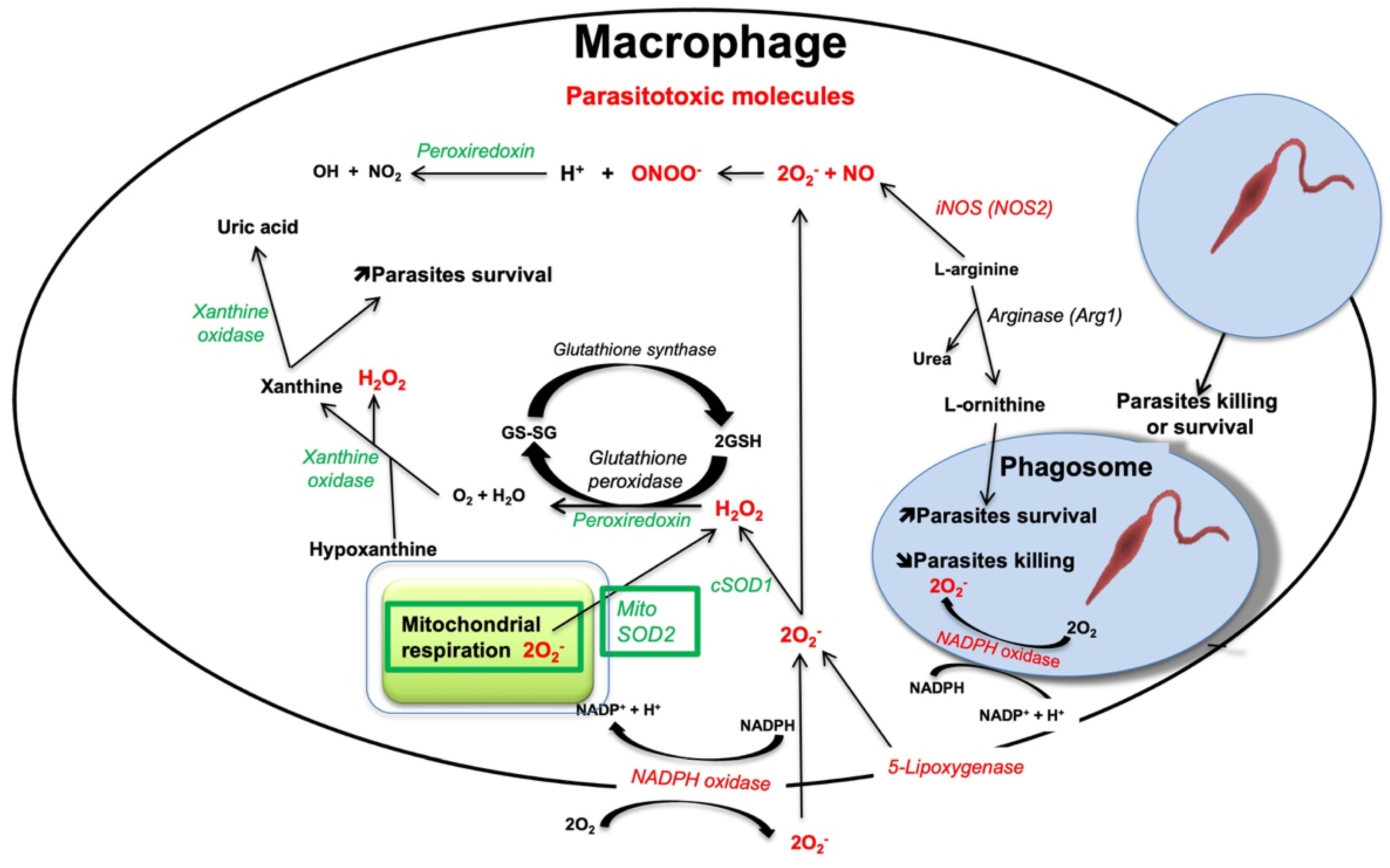 Pathogens 11 00409 g001 Pathogens 11 00409 g001