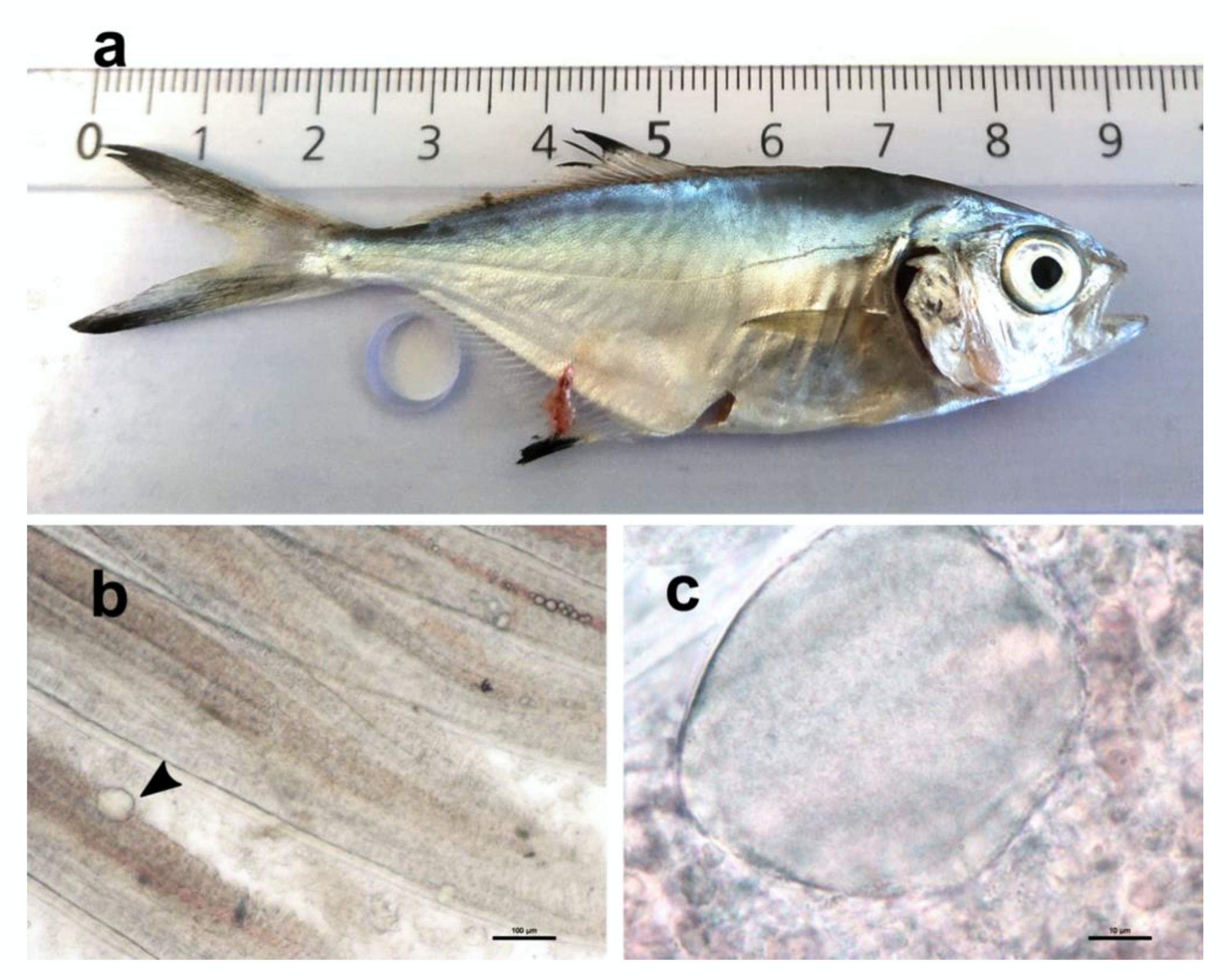 Pathogens 11 00421 g001