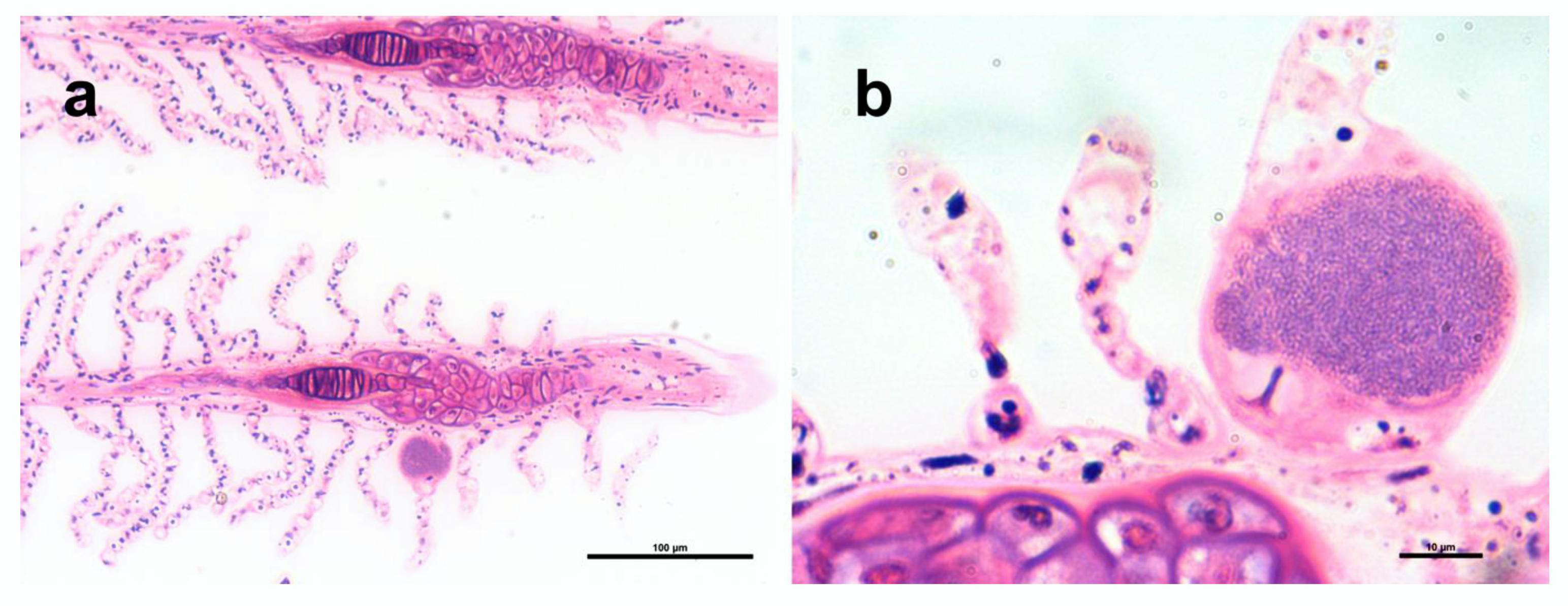 Pathogens 11 00421 g002