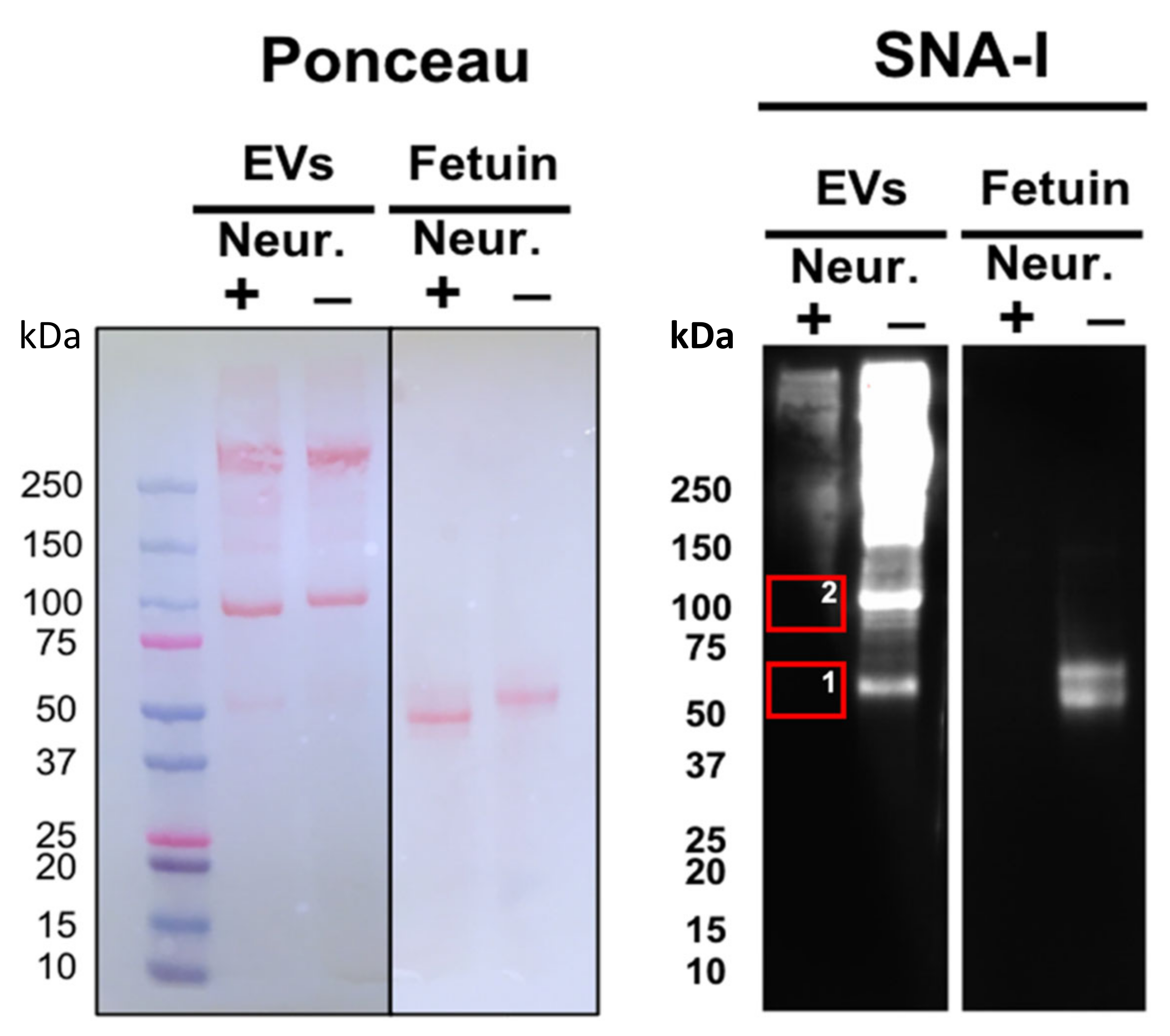 Pathogens 11 00426 g001 550