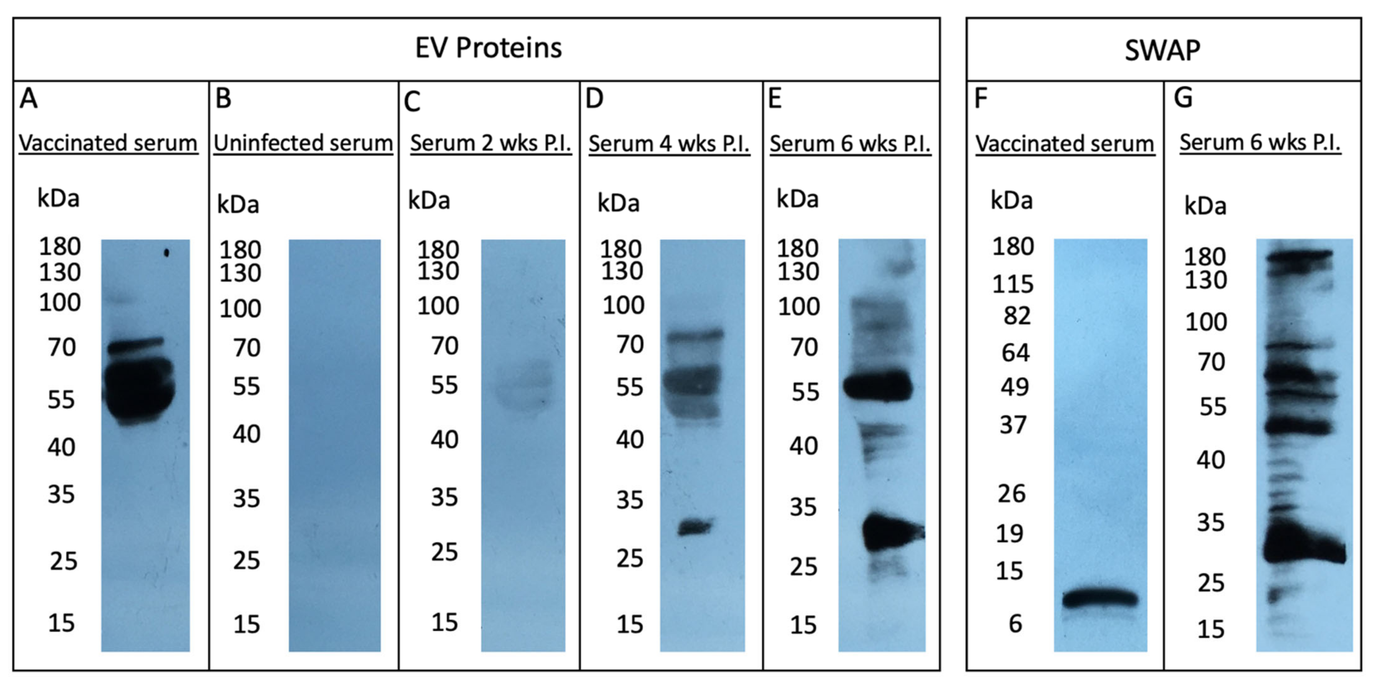 Pathogens 11 00426 g002 550
