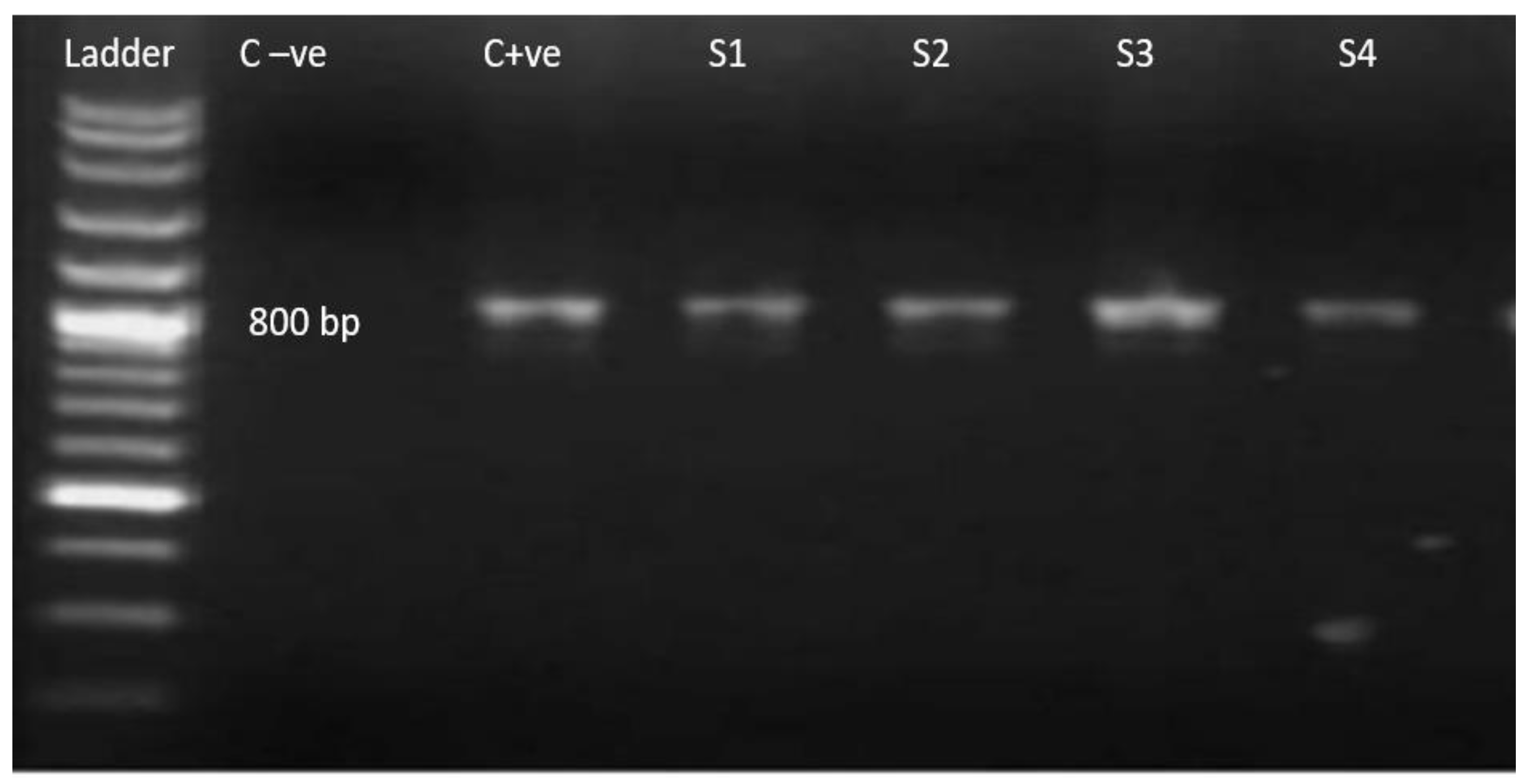 Pathogens 11 00437 g002 550